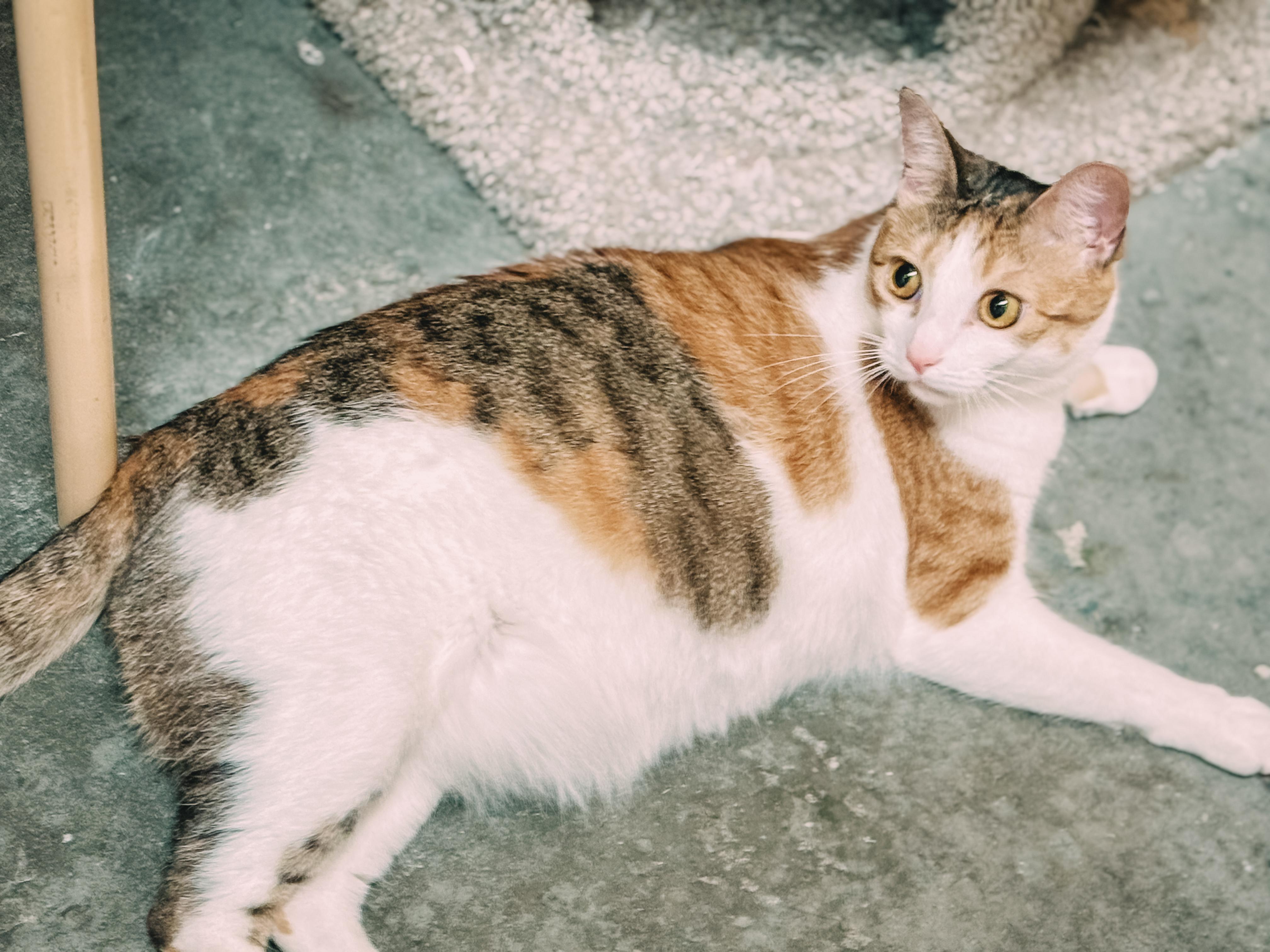 Luna, a Adoptable Domestic Short Hair in Montgomery, AL image 2/3