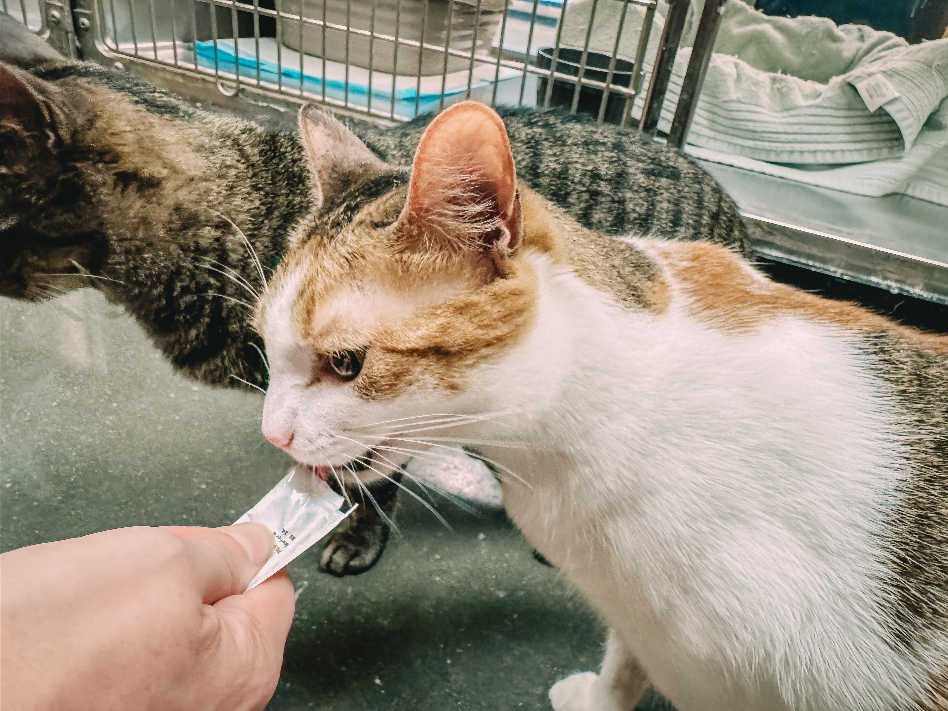 Luna, a Adoptable Domestic Short Hair in Montgomery, AL image 3/3