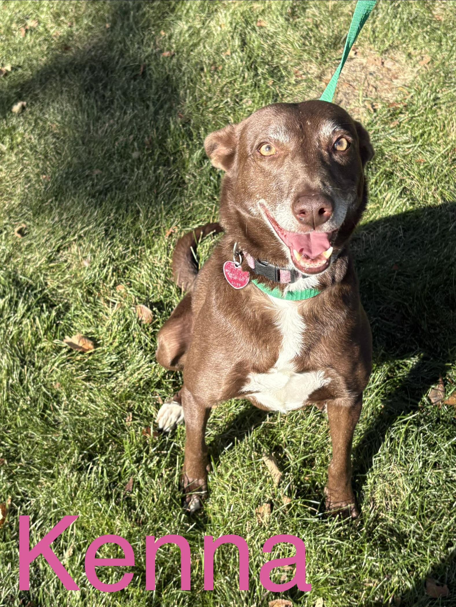 Kenna, Adoptable, Adult Female Greyhound & Mixed Breed.