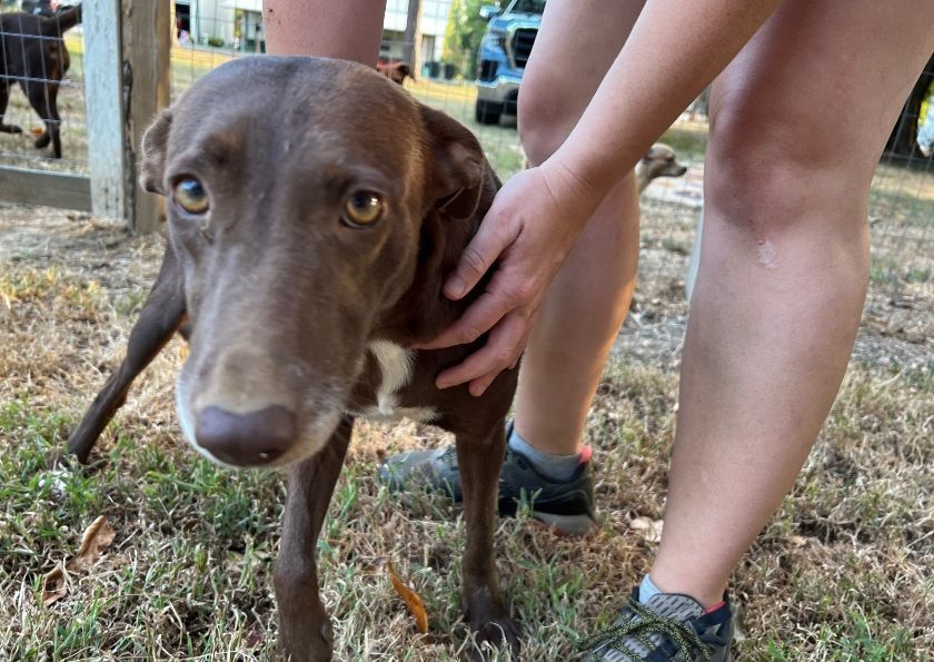 Kenna, adoptable, Adult Female Weimaraner.