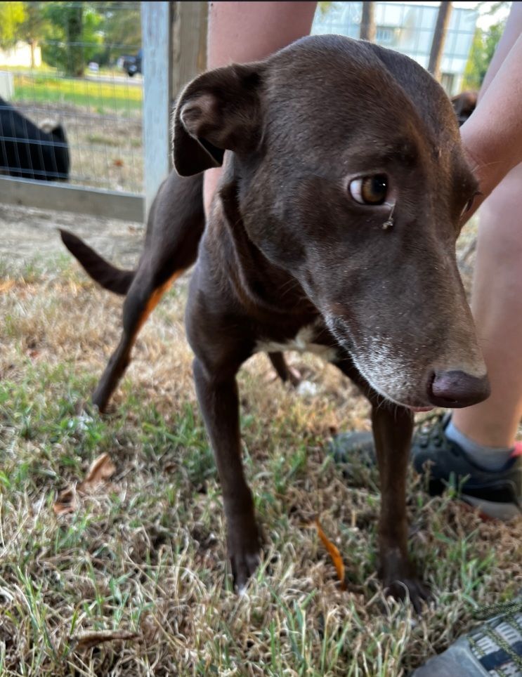 Kenna, an adoptable mixed breed in Zimmerman, MN image 2/5