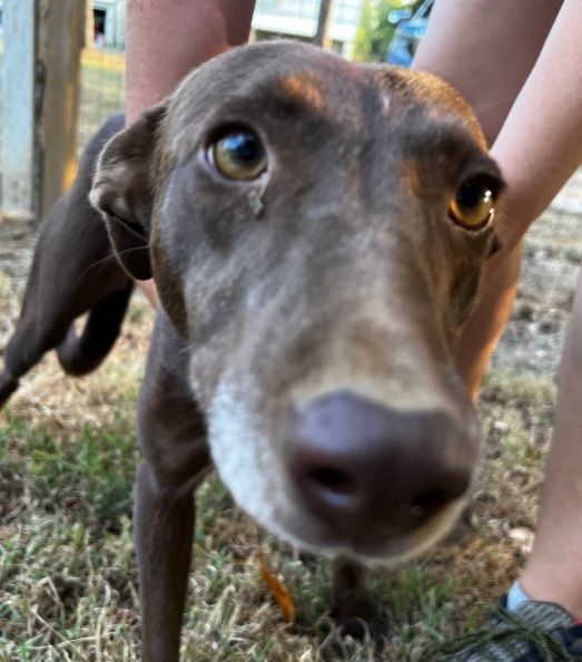 Kenna, an adoptable mixed breed in Zimmerman, MN image 3/5