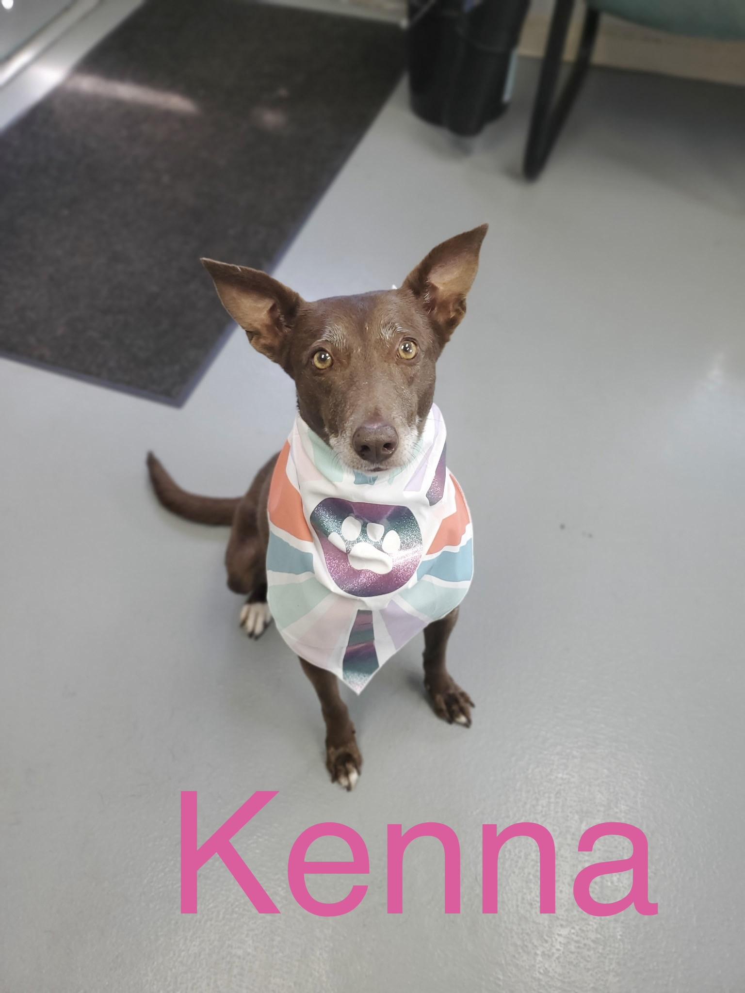 Kenna, adoptable, Adult Female Greyhound.
