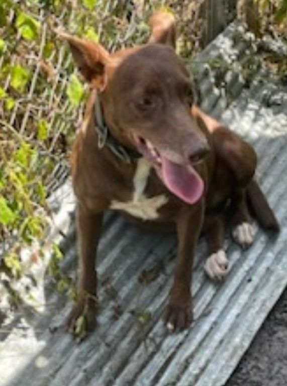 Kenna, an adoptable mixed breed in Zimmerman, MN image 4/5