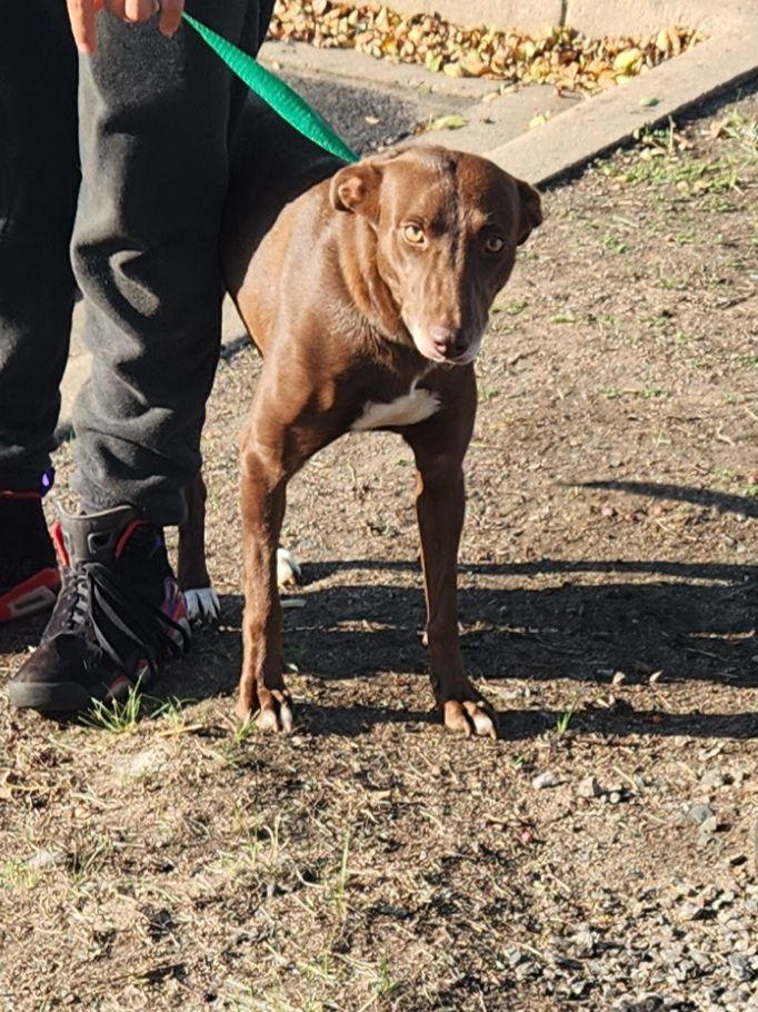Kenna, an adoptable mixed breed in Zimmerman, MN image 5/5