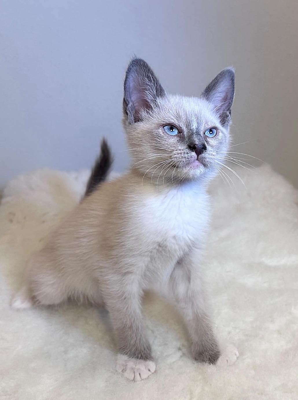 Enlarge CHASE, an adopted mixed breed in Sumterville, FL image 1/1