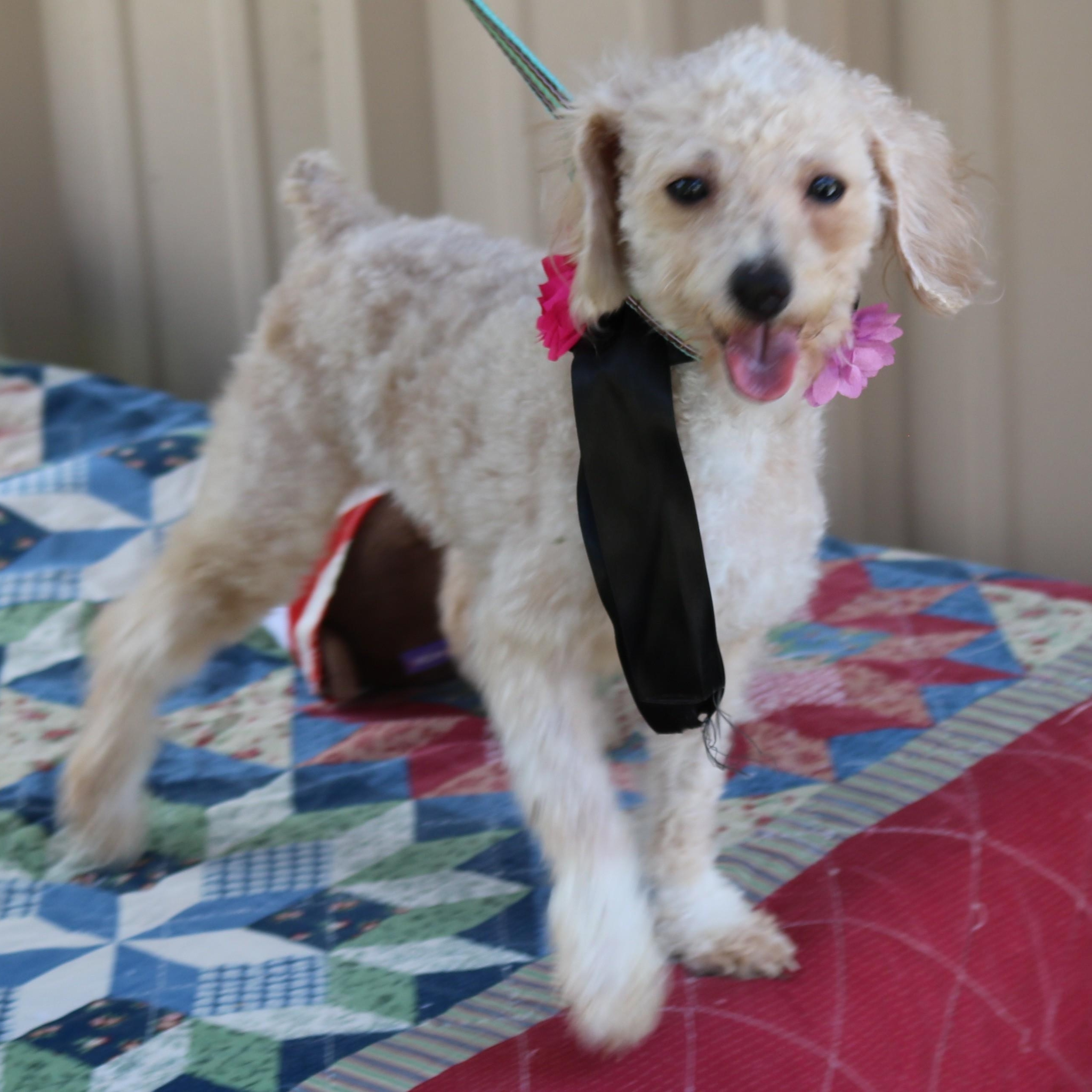 Carmen, adopted, Young Female Poodle.