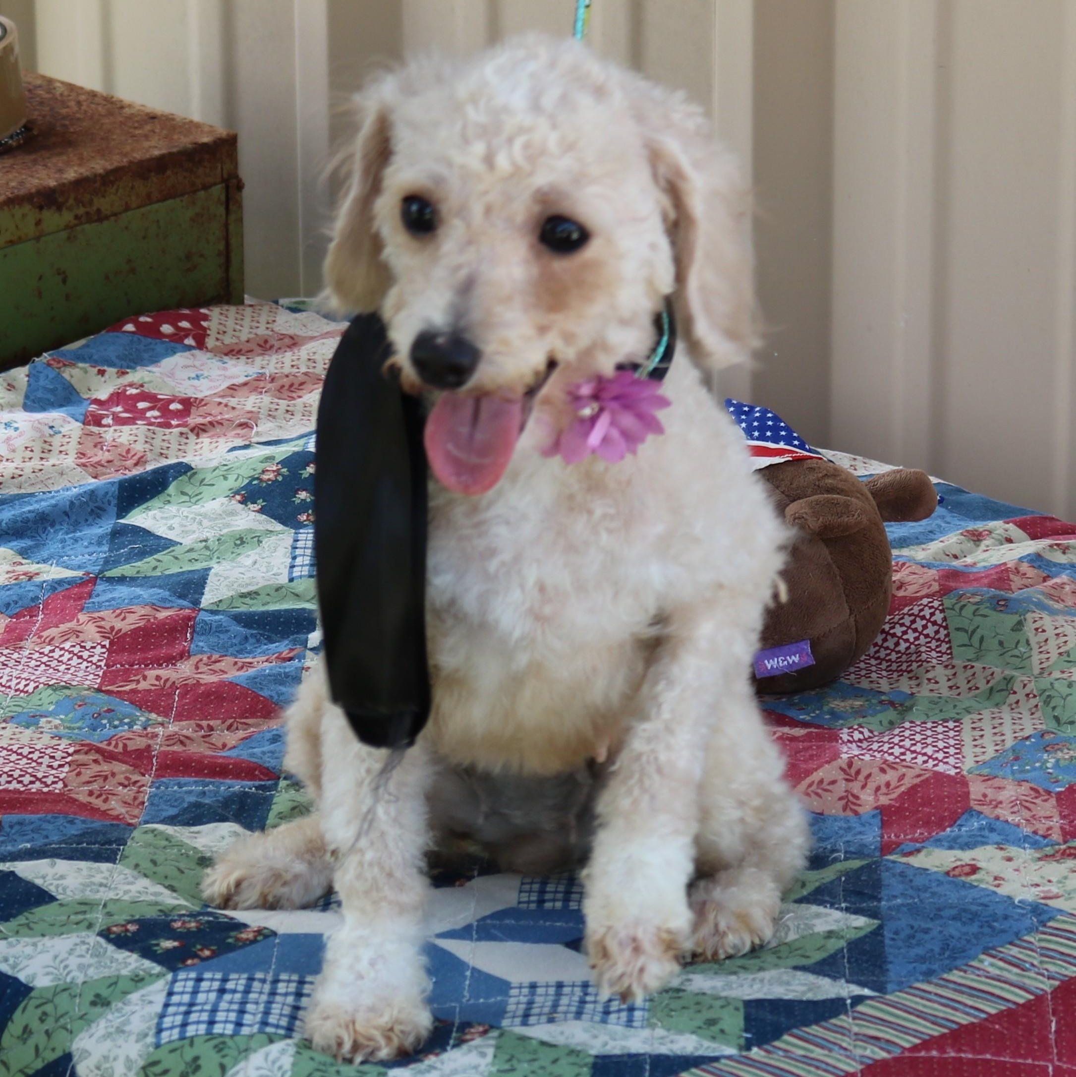 Enlarge Carmen, an adopted Poodle in Bandera, TX image 3/4