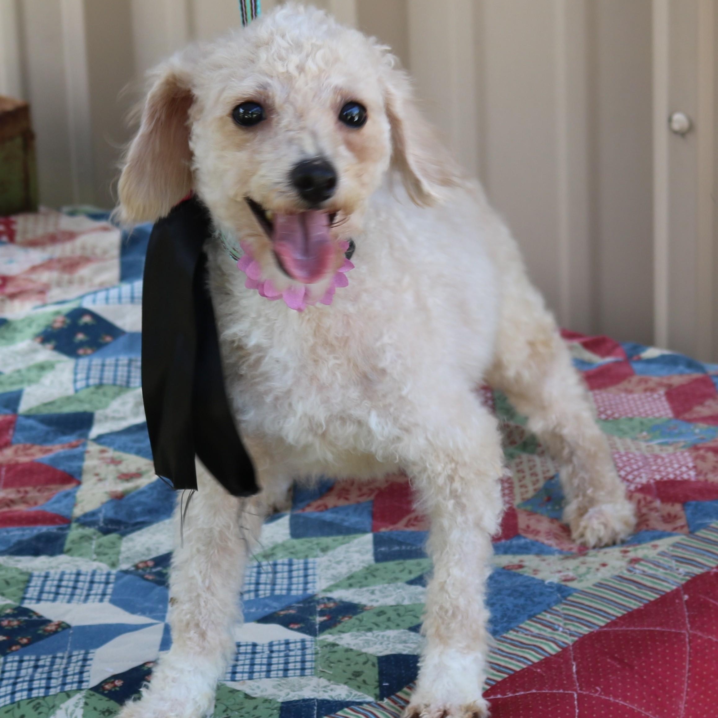 Enlarge Carmen, an adopted Poodle in Bandera, TX image 2/4