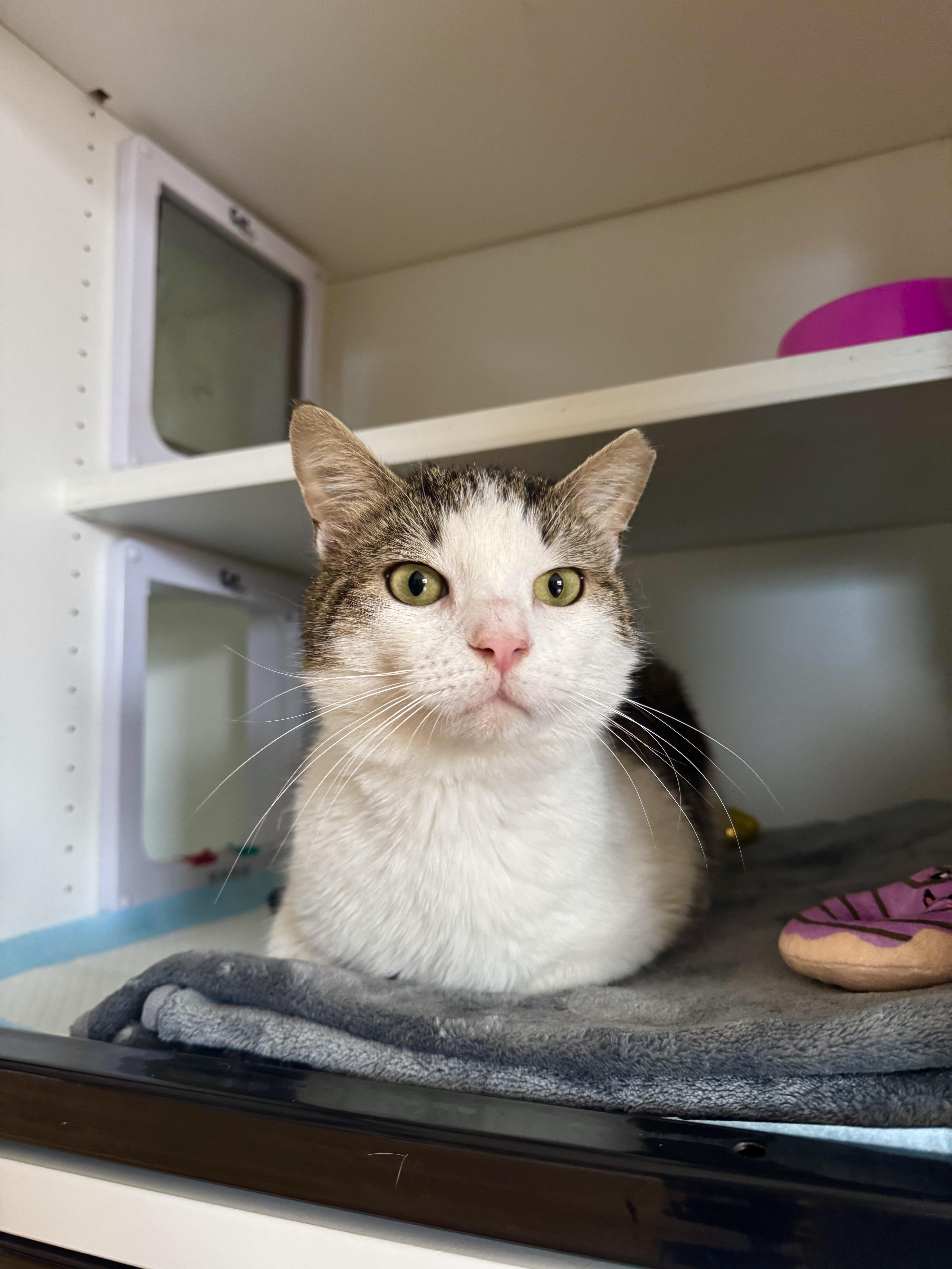 Enlarge Ezra, a ADOPTABLE Domestic Short Hair in Ramsey, NJ image 3/6