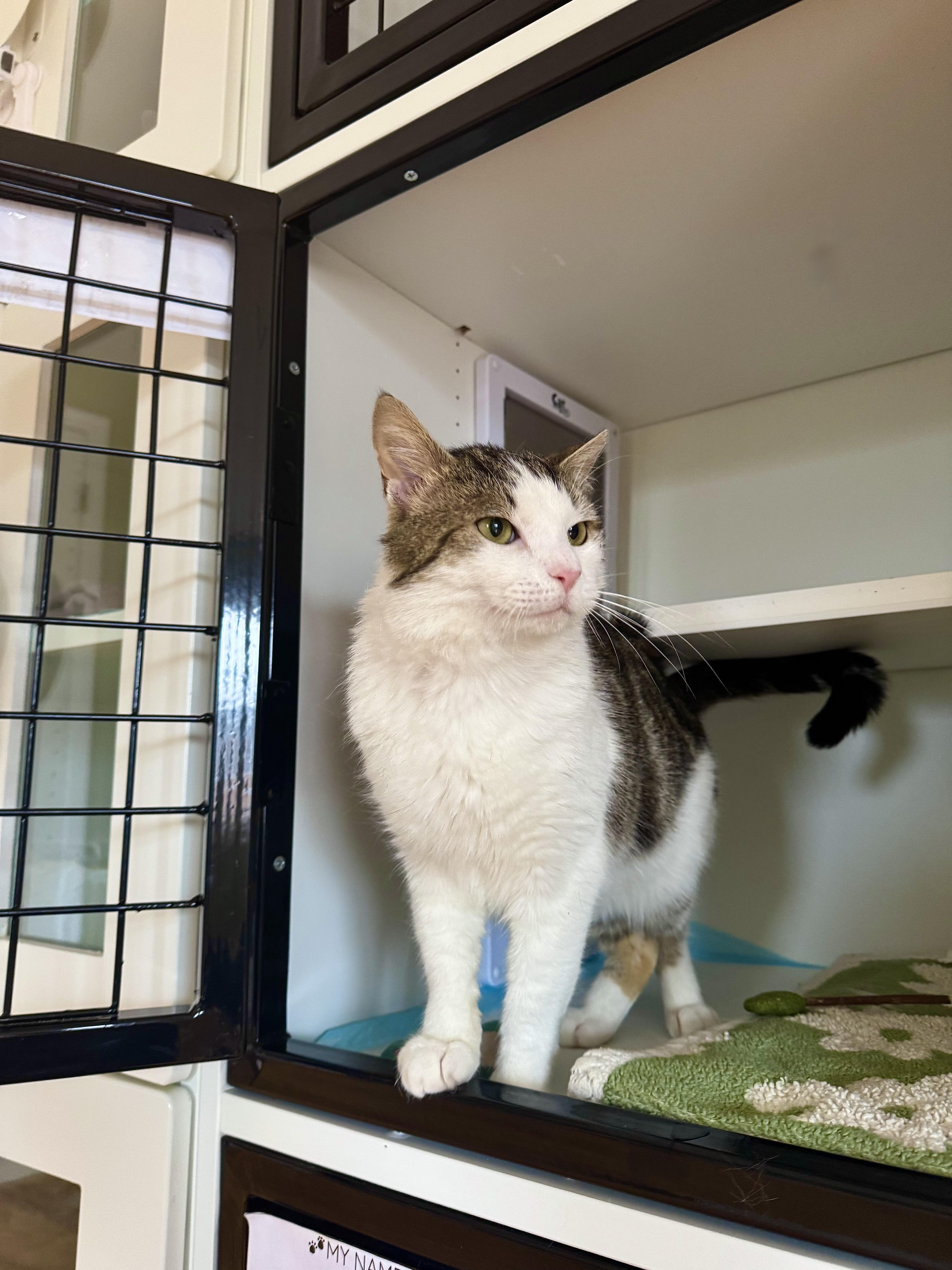 Enlarge Ezra, a ADOPTABLE Domestic Short Hair in Ramsey, NJ image 5/6