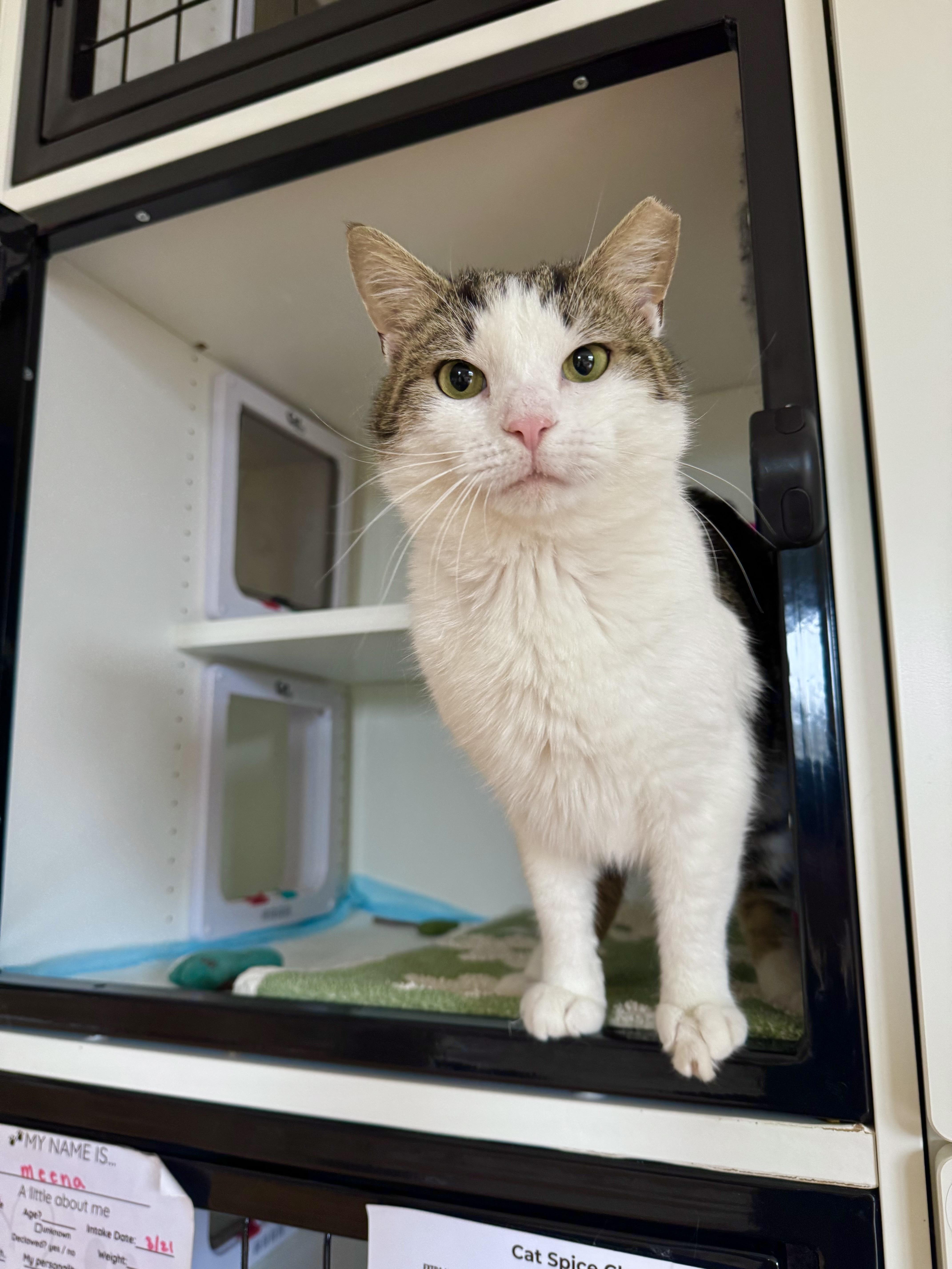 Enlarge Ezra, a ADOPTABLE Domestic Short Hair in Ramsey, NJ image 2/6