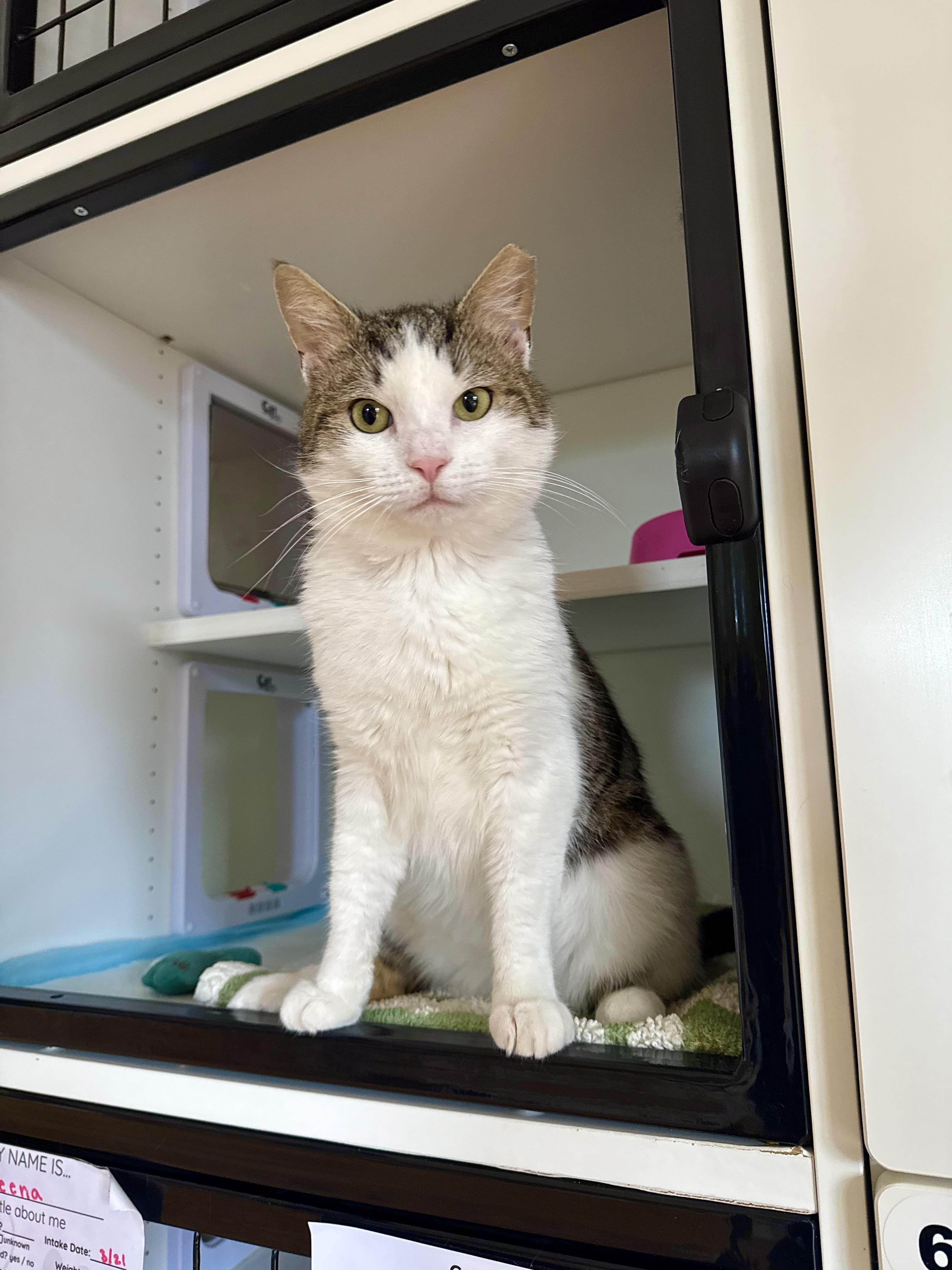 Enlarge Ezra, a ADOPTABLE Domestic Short Hair in Ramsey, NJ image 1/6
