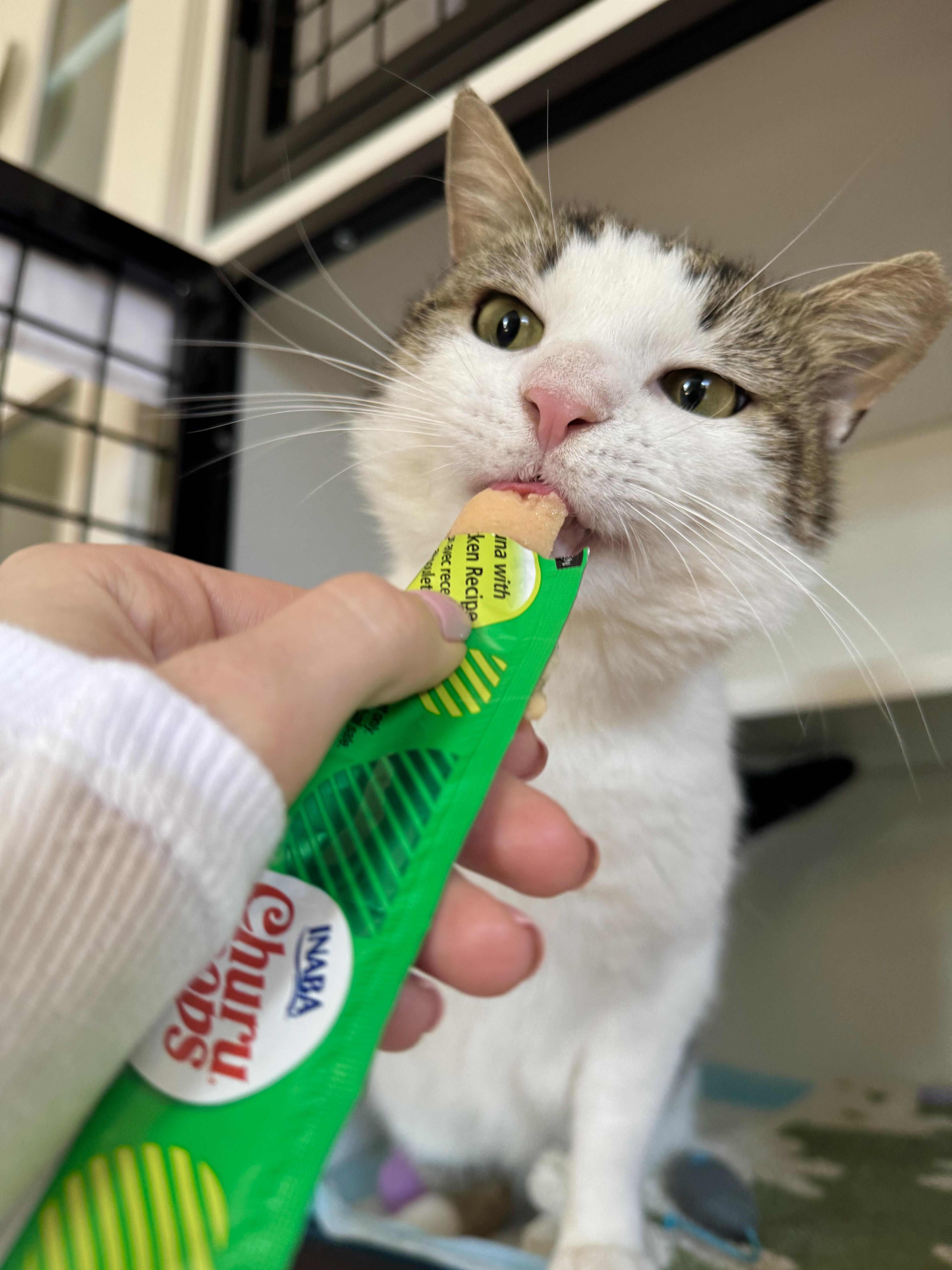 Enlarge Ezra, a ADOPTABLE Domestic Short Hair in Ramsey, NJ image 6/6