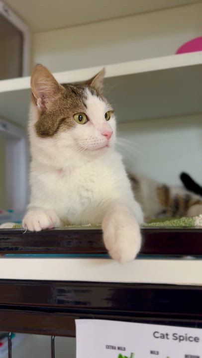 Enlarge Ezra, a ADOPTABLE Domestic Short Hair in Ramsey, NJ video 4/6