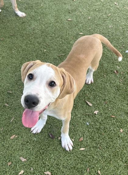 Serenity, Adoptable, Young Female Labrador Retriever & American Bulldog.