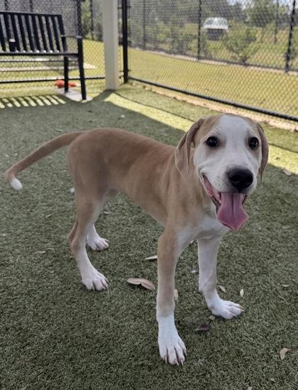 Enlarge Serenity, a Adoptable mixed breed in Daphne, AL image 2/3