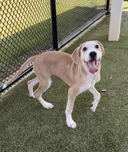 Enlarge Serenity, a Adoptable mixed breed in Daphne, AL image 3/3