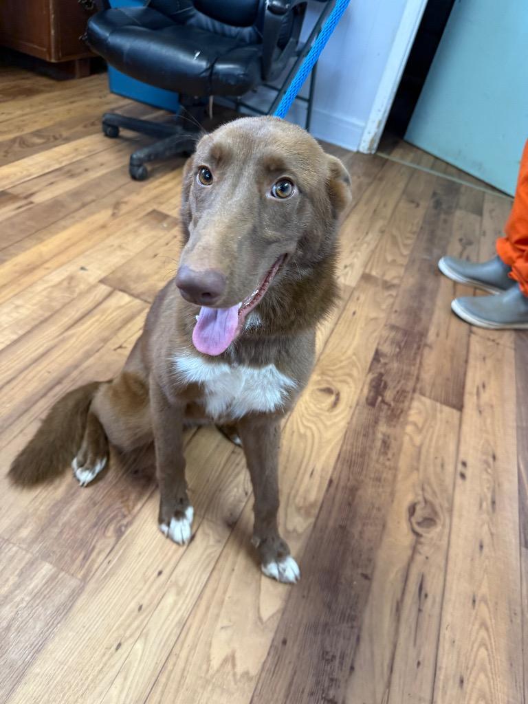 Enlarge Faye, a Adoptable mixed breed in Fayetteville, TN image 1/1