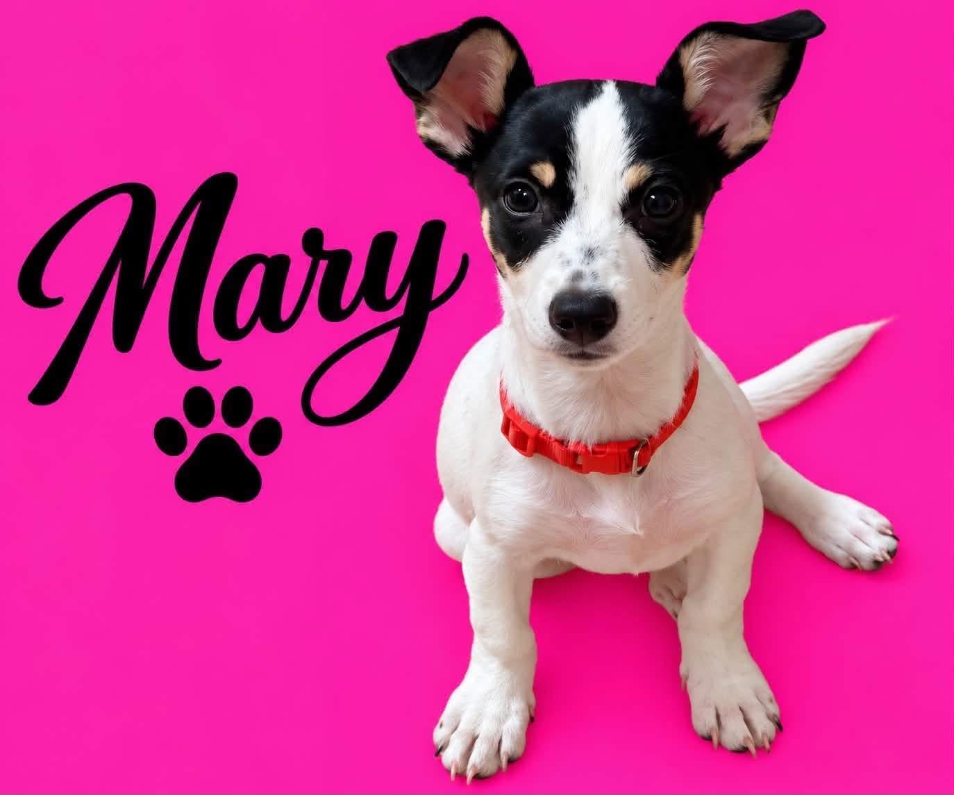 Mary, Adoptable, Puppy Female Rat Terrier.