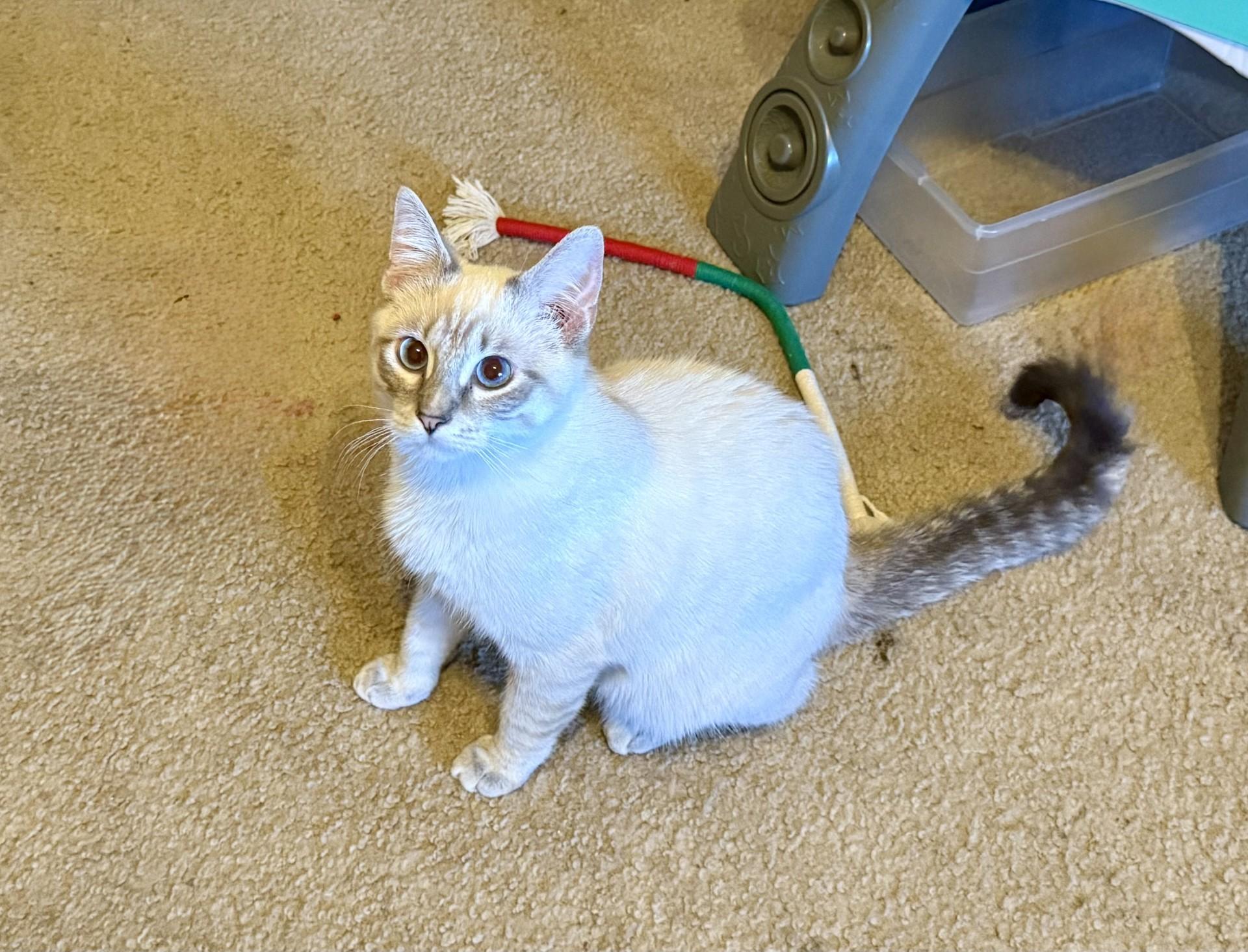 Enlarge Chai & Latte (bonded siblings), a ADOPTABLE Siamese in Trophy Club, TX image 2/5