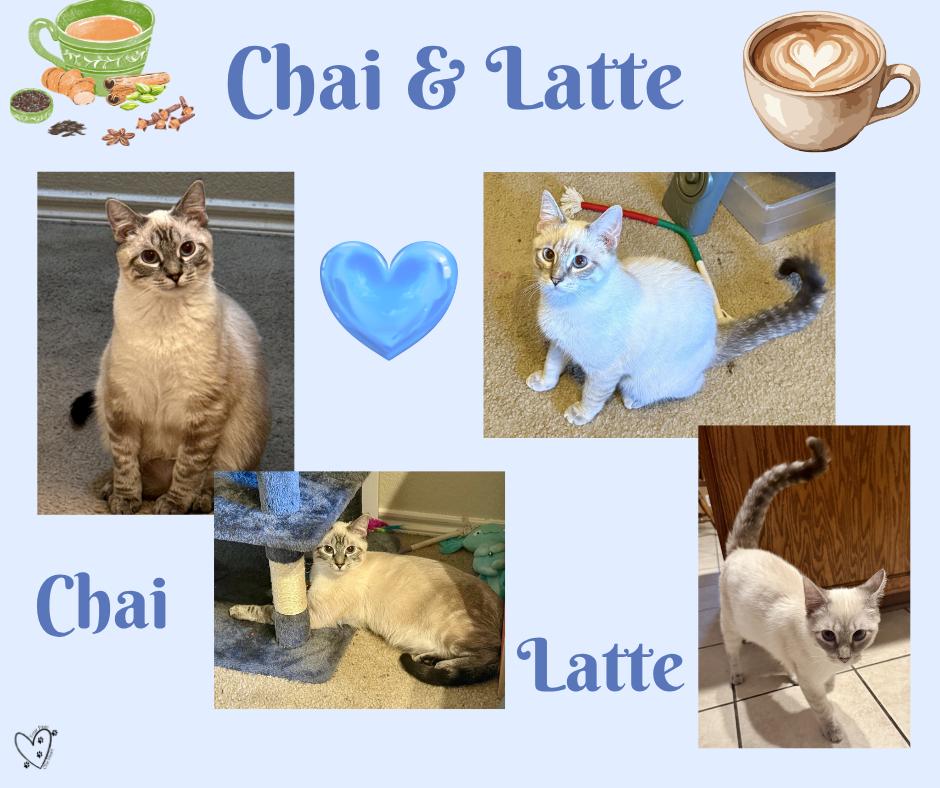 Chai & Latte (bonded siblings), ADOPTABLE, Young Male Siamese.