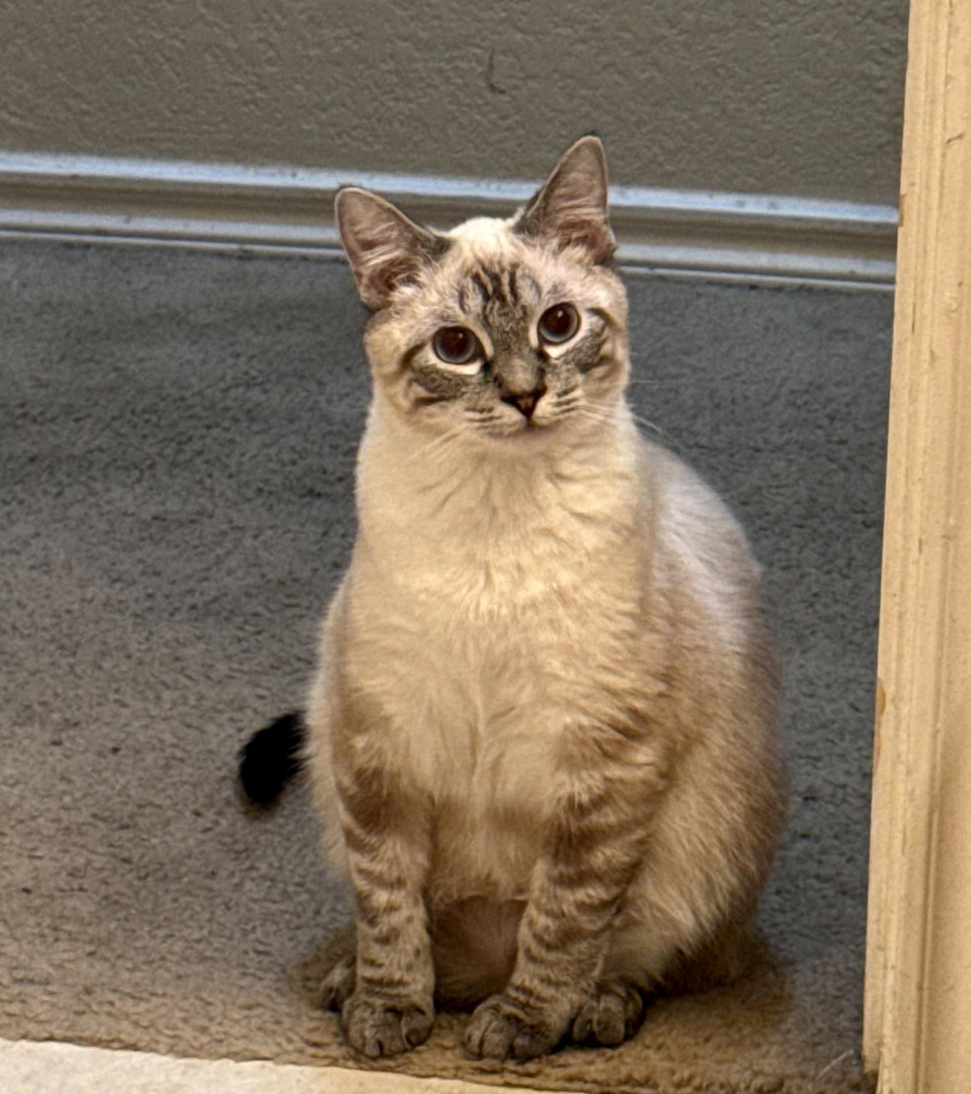 Enlarge Chai & Latte (bonded siblings), a ADOPTABLE Siamese in Trophy Club, TX image 4/5