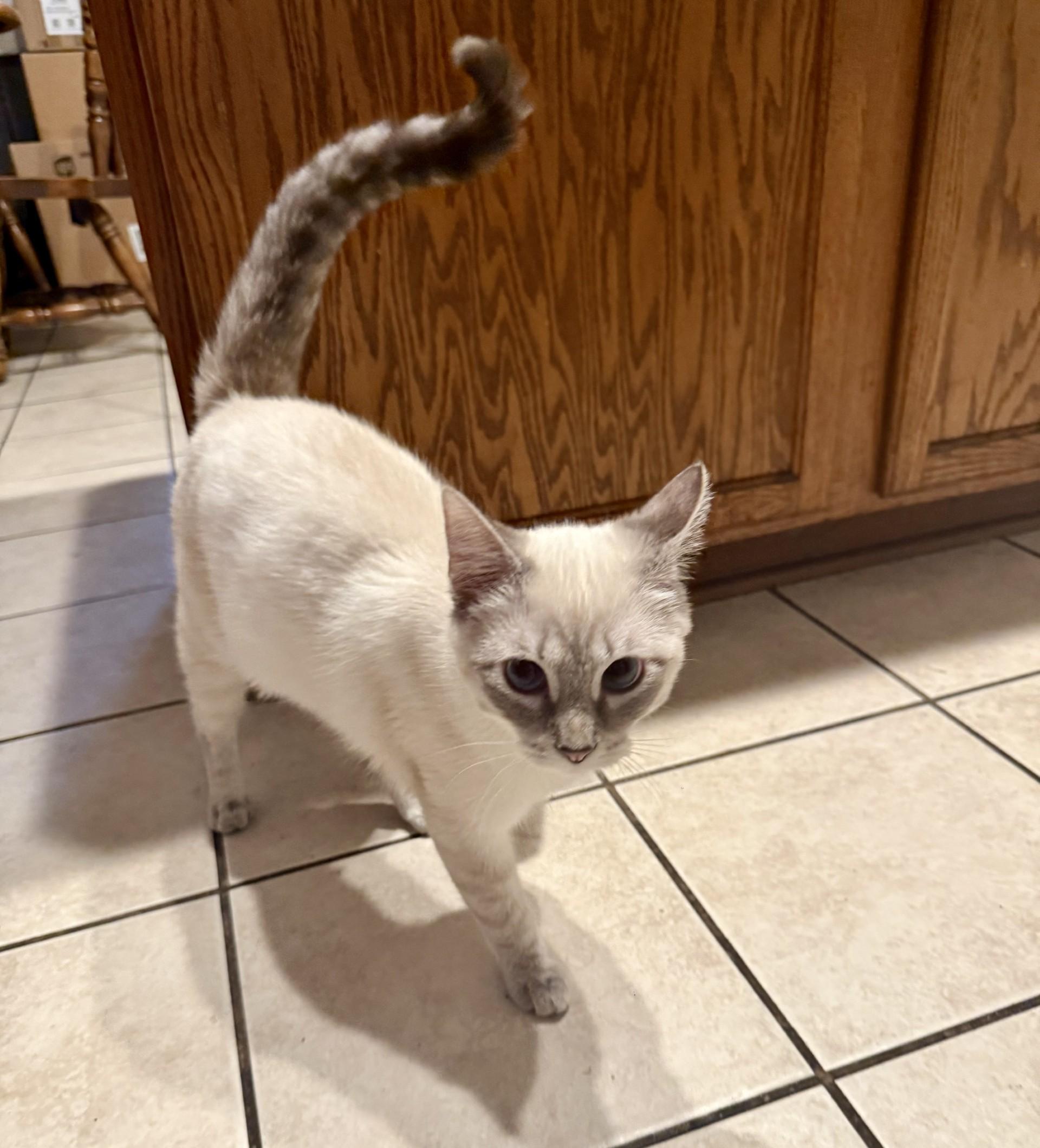 Enlarge Chai & Latte (bonded siblings), a ADOPTABLE Siamese in Trophy Club, TX image 5/5