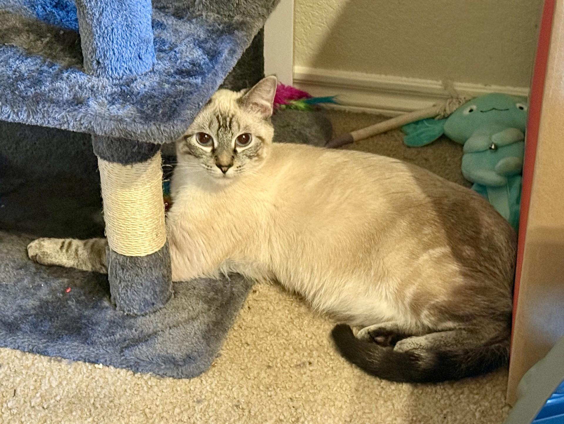 Enlarge Chai & Latte (bonded siblings), a ADOPTABLE Siamese in Trophy Club, TX image 3/5