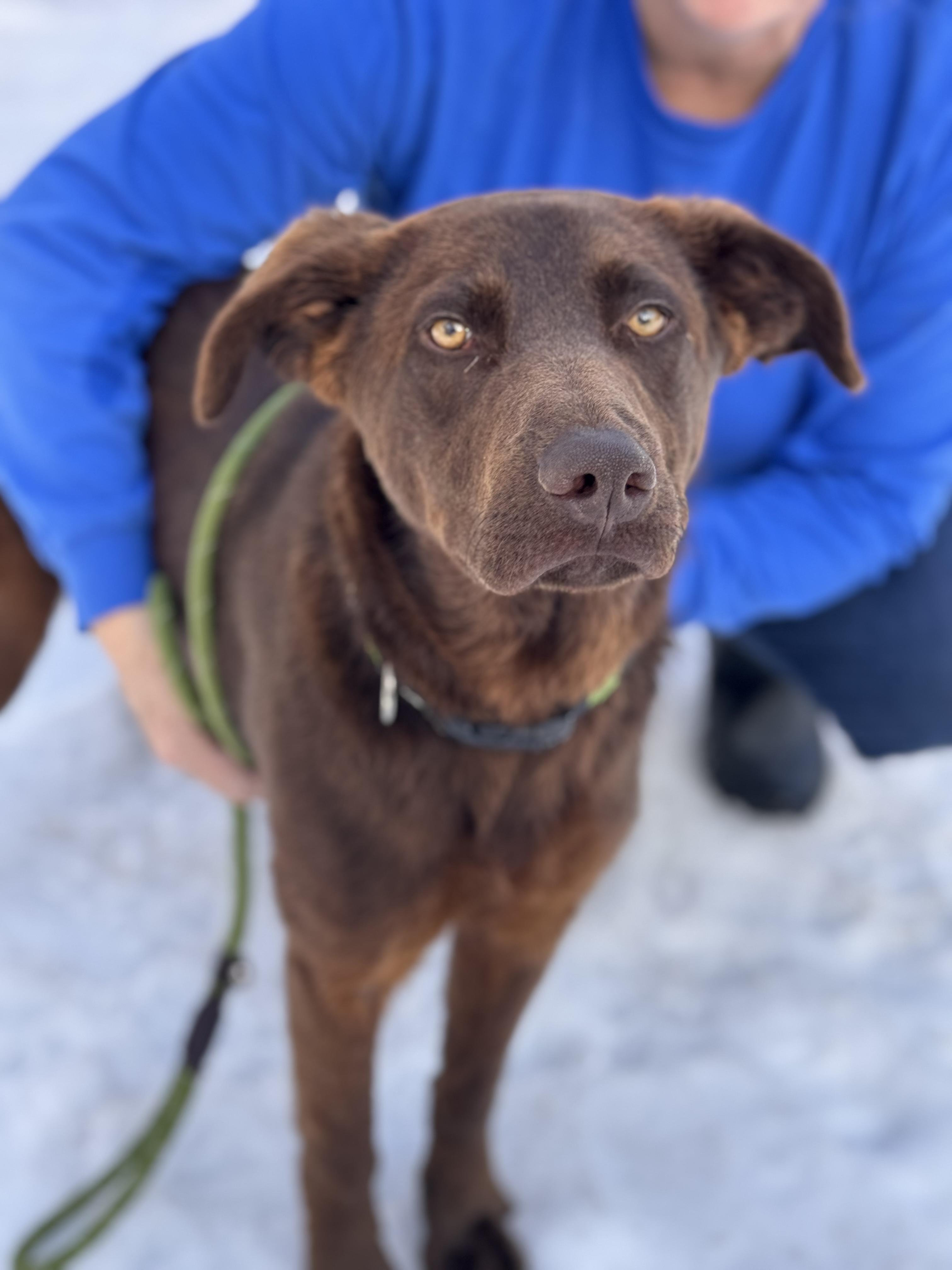 Enlarge Maverick, a ADOPTABLE mixed breed in Sudbury, MA image 1/2