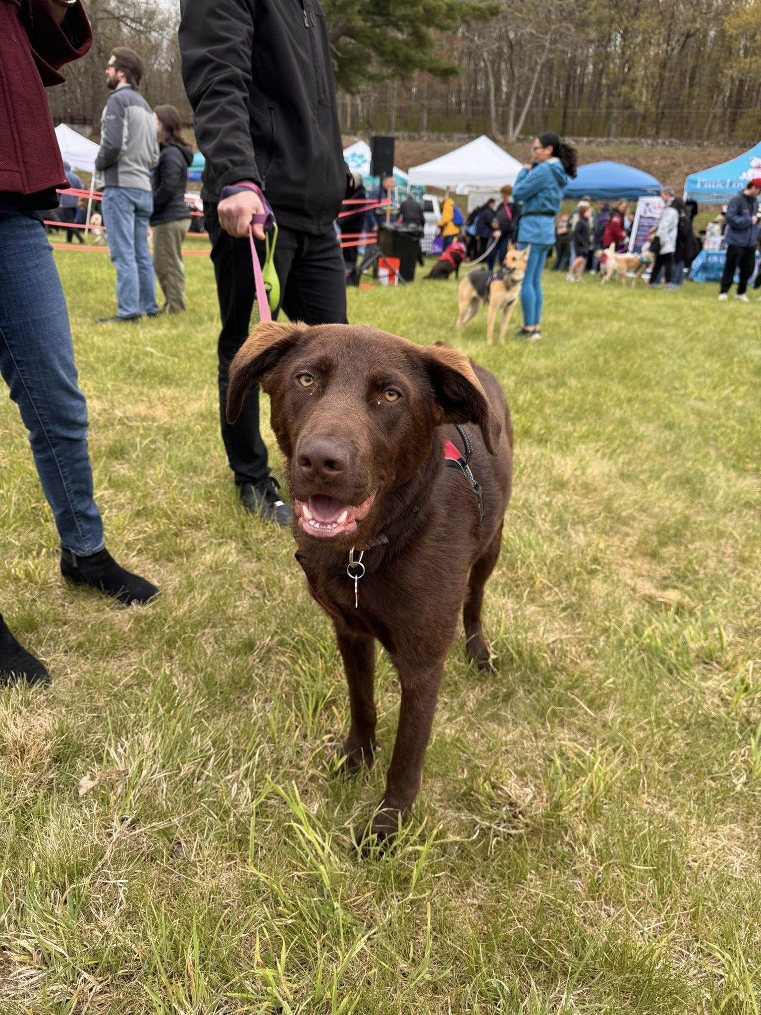 Enlarge Maverick, an adopted mixed breed in Sudbury, MA image 6/6