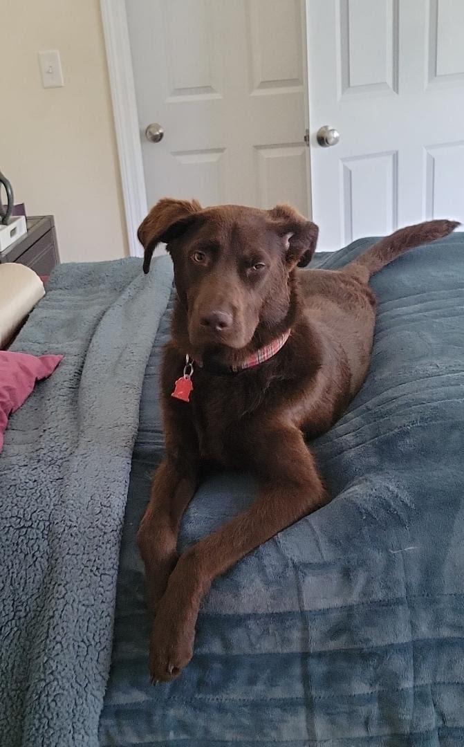 Enlarge Maverick, a ADOPTABLE mixed breed in Sudbury, MA image 1/3