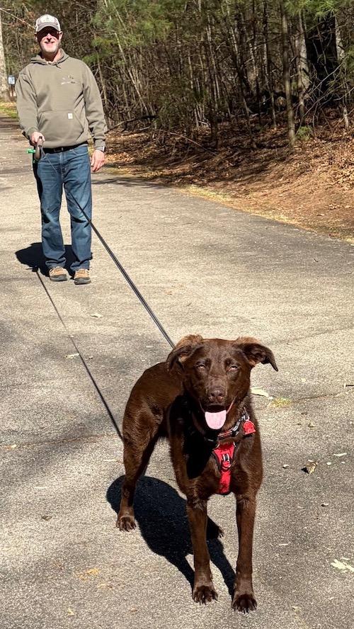 Enlarge Maverick, an adopted mixed breed in Sudbury, MA image 4/6