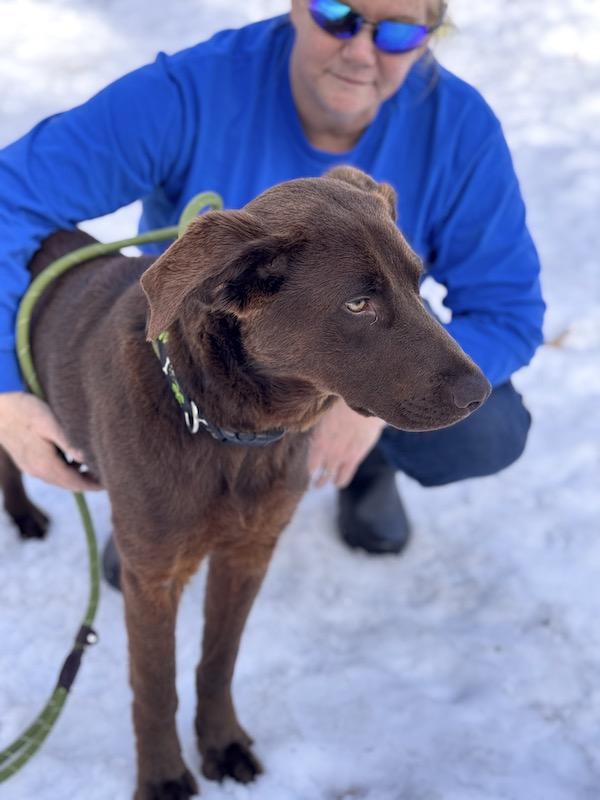 Enlarge Maverick, an adopted mixed breed in Sudbury, MA image 5/6