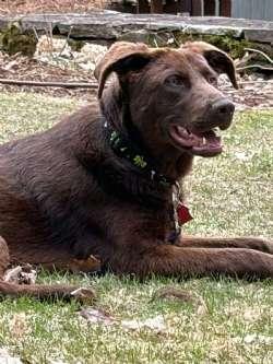 Maverick, ADOPTABLE, Young Male Chocolate Labrador Retriever & Chesapeake Bay Retriever.