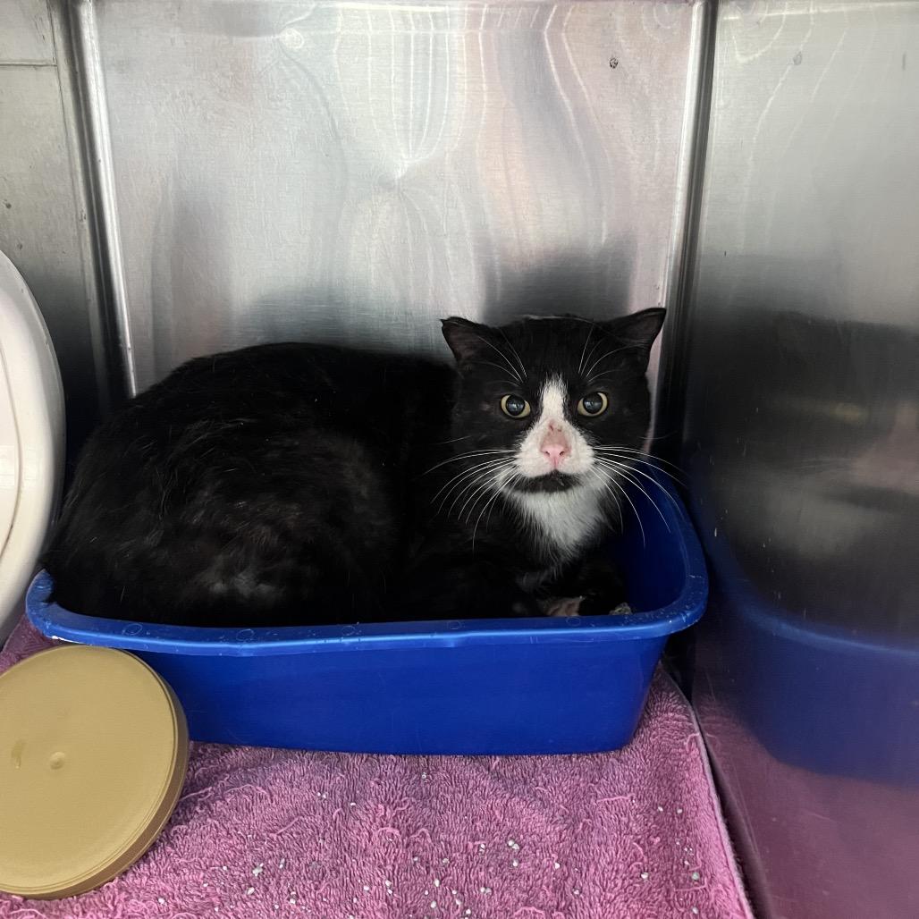 Enlarge Pepper, a ADOPTABLE Domestic Short Hair in Crookston, MN image 1/1