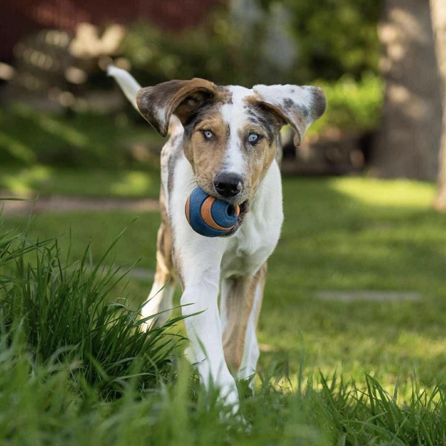 Nova, Young Female Australian Shepherd