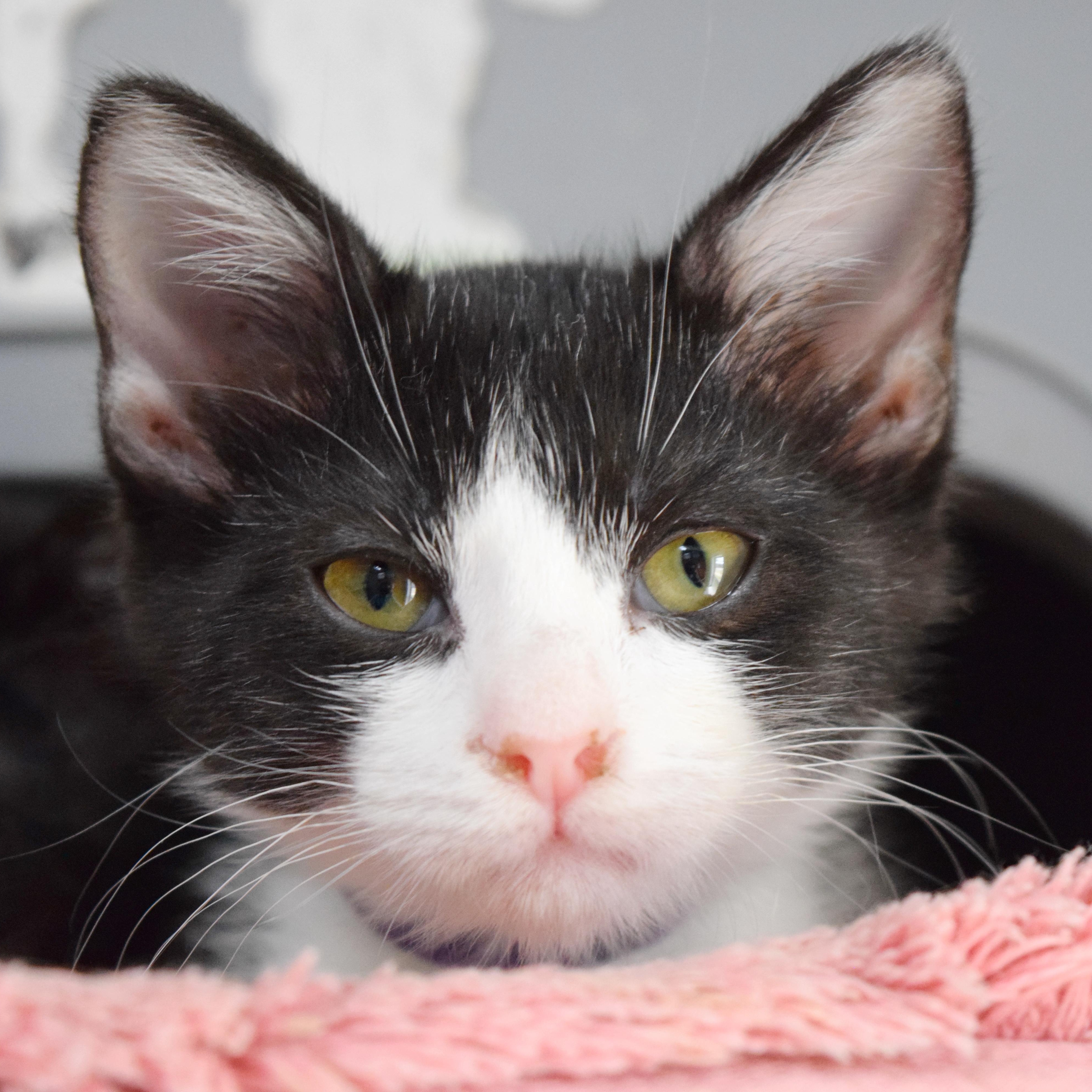 Enlarge Spumoni, a Adoptable mixed breed in Bulverde, TX image 3/6