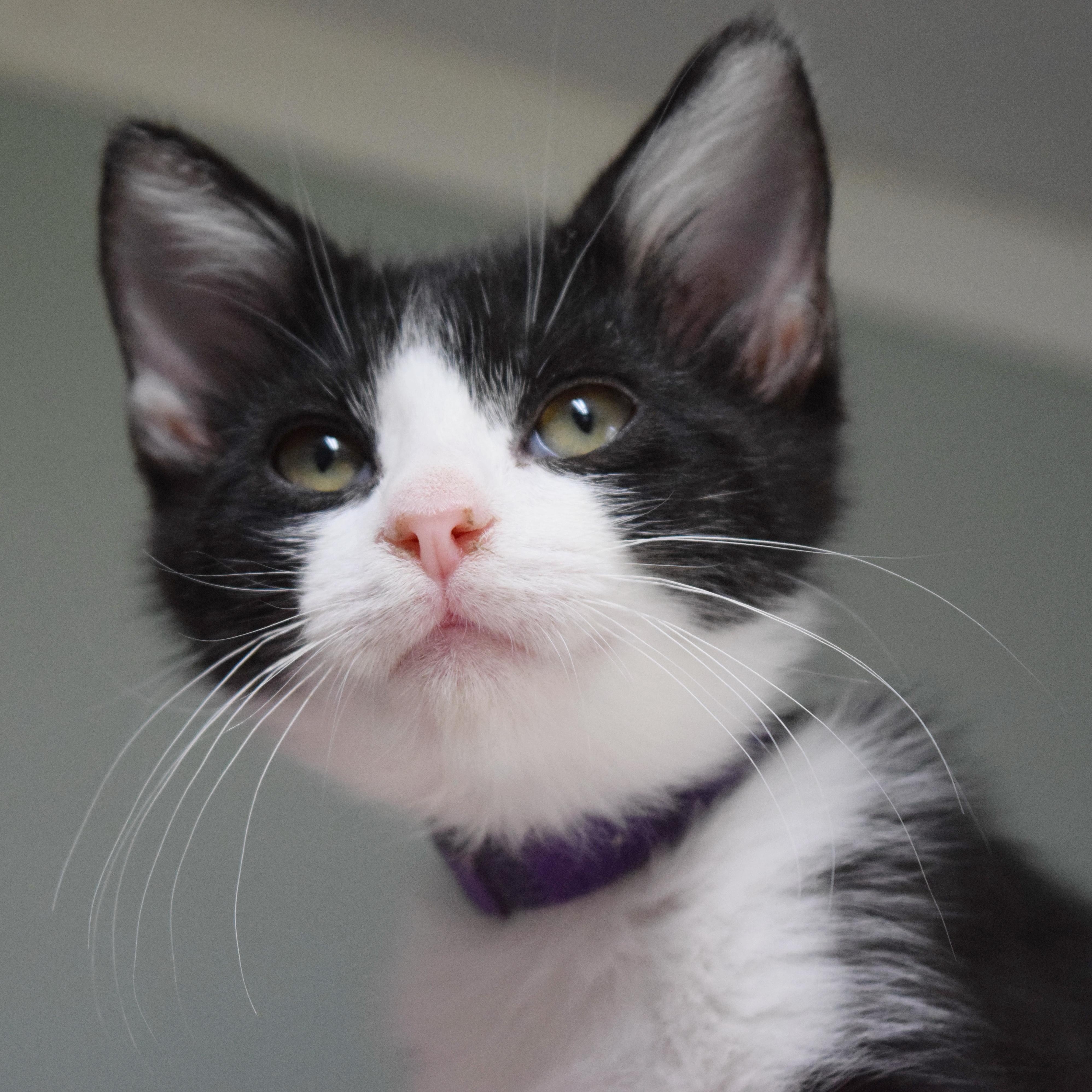 Enlarge Spumoni, a Adoptable mixed breed in Bulverde, TX image 5/6