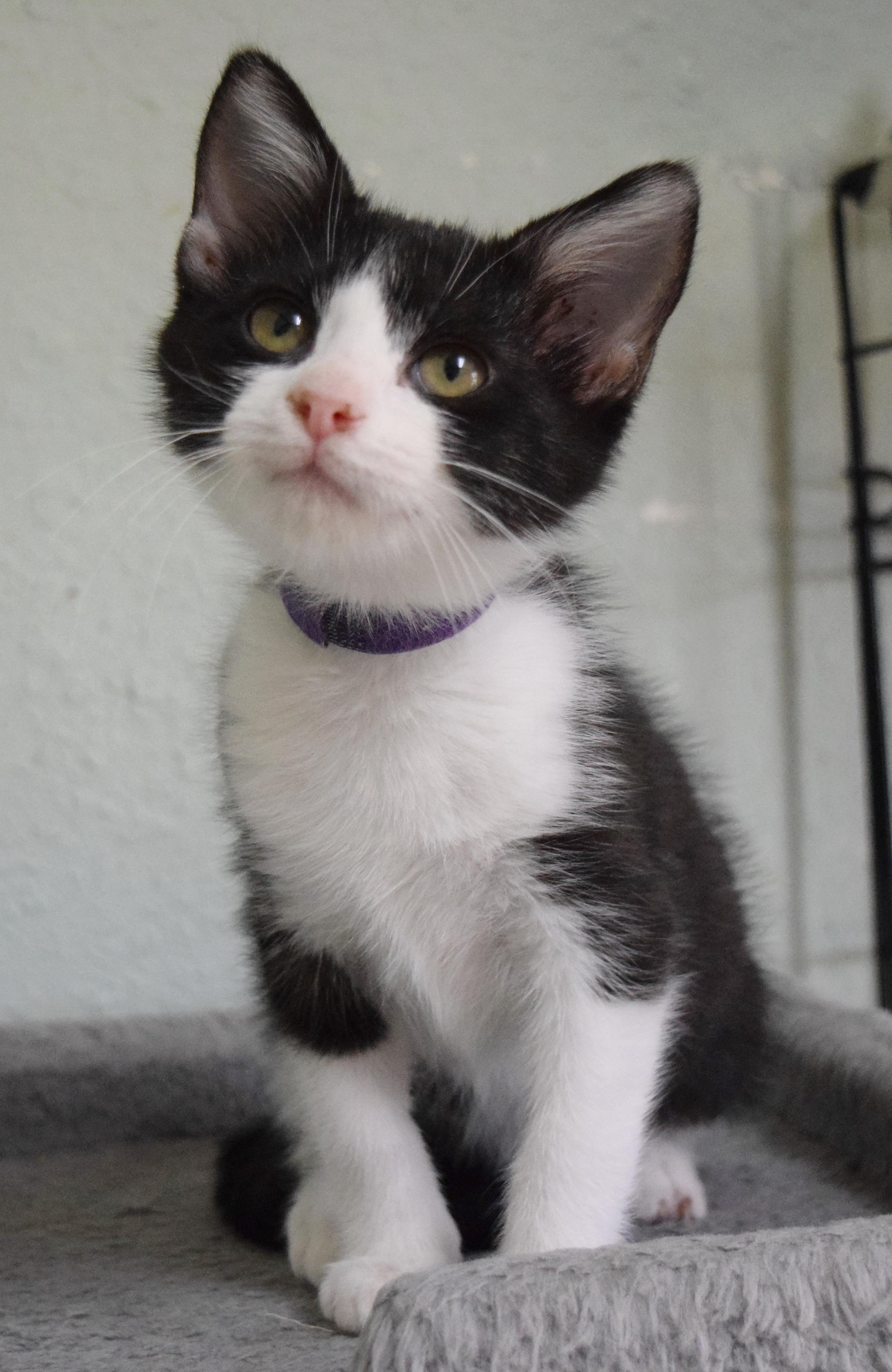 Enlarge Spumoni, a Adoptable mixed breed in Bulverde, TX image 2/6