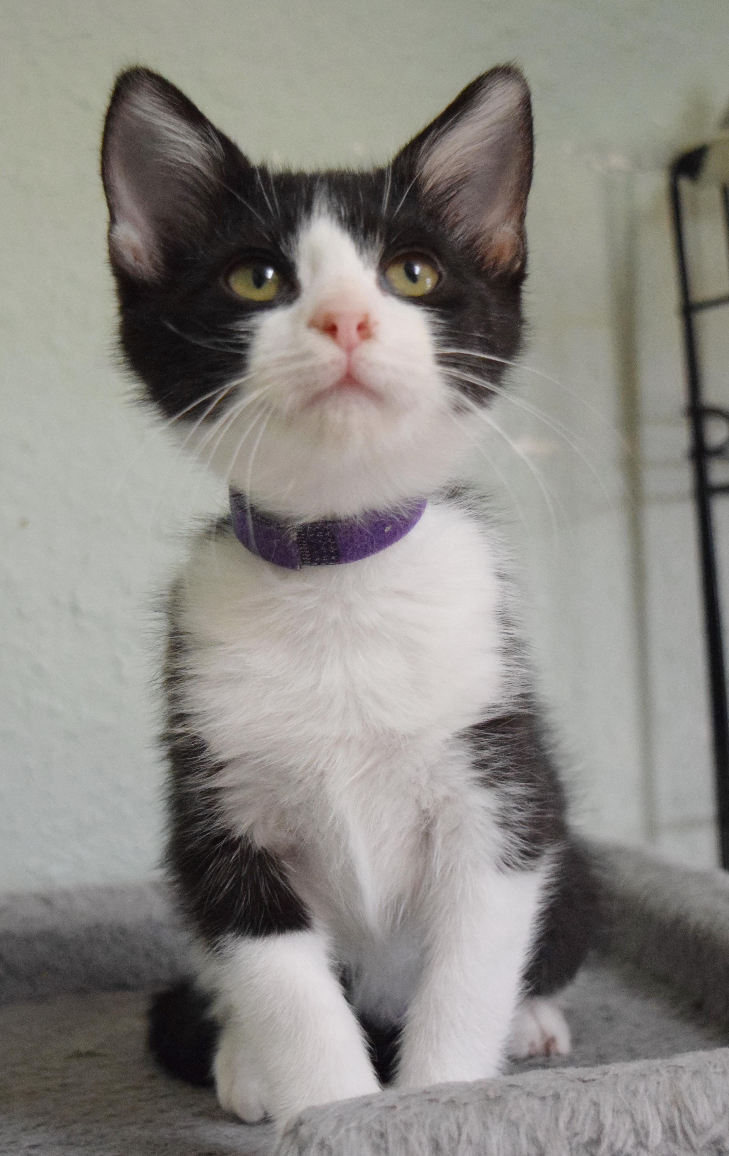 Enlarge Spumoni, a Adoptable mixed breed in Bulverde, TX image 4/6