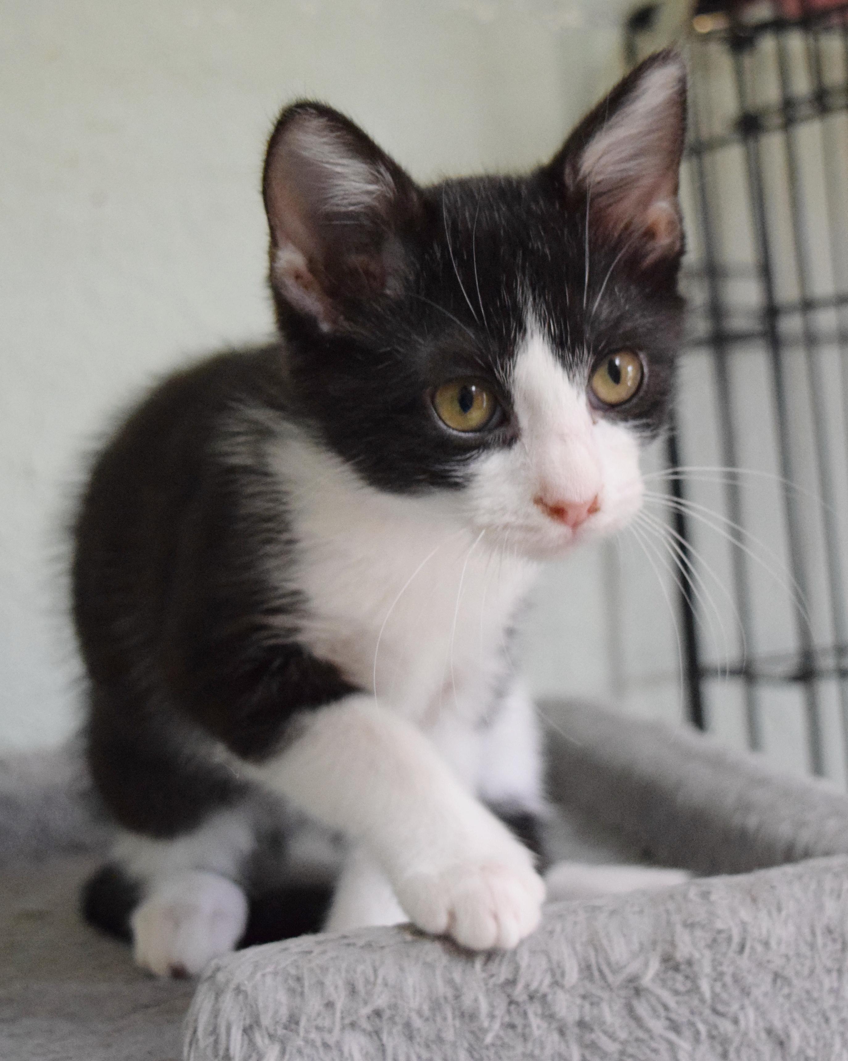 Enlarge Spumoni, a Adoptable mixed breed in Bulverde, TX image 6/6