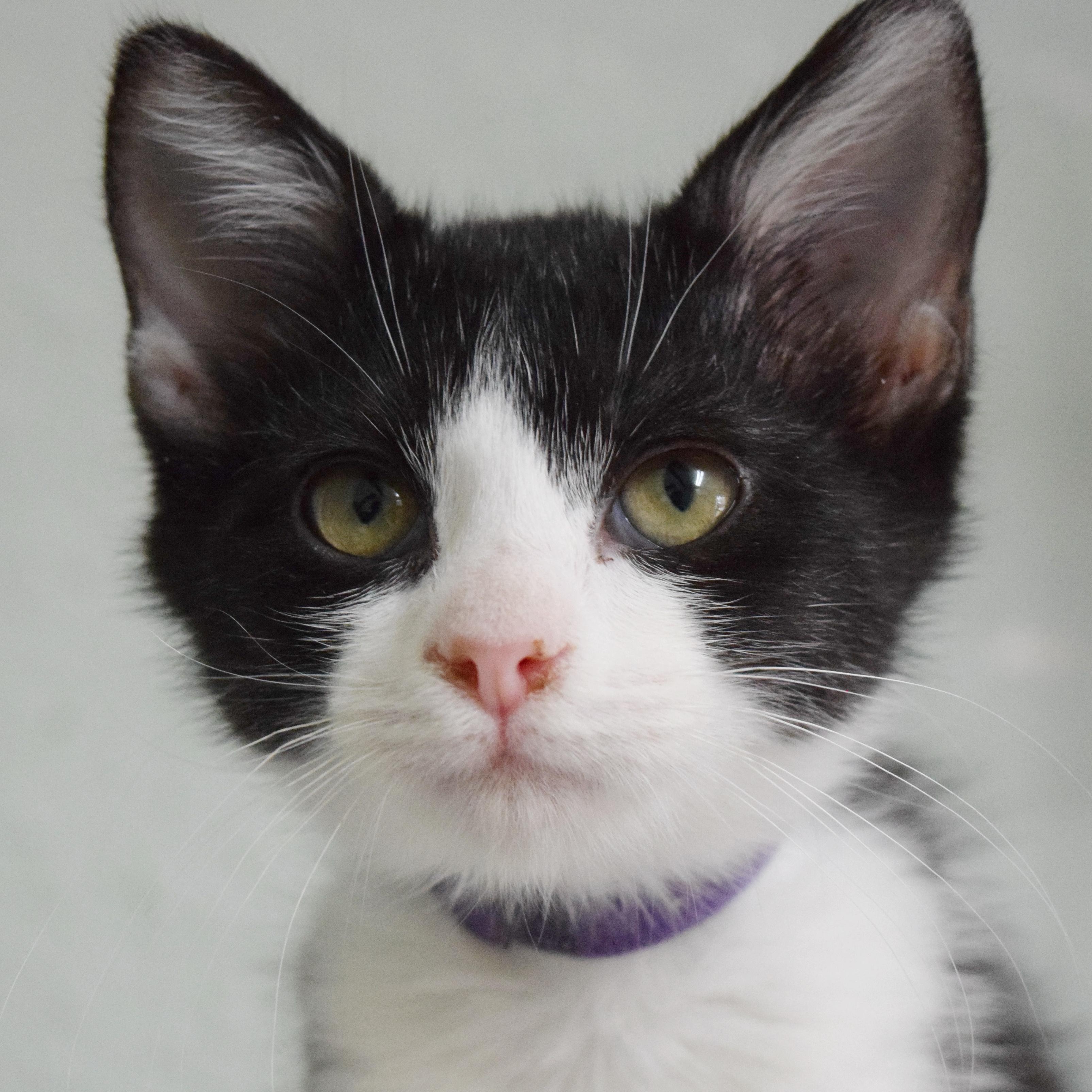 Enlarge Spumoni, a Adoptable mixed breed in Bulverde, TX image 1/6
