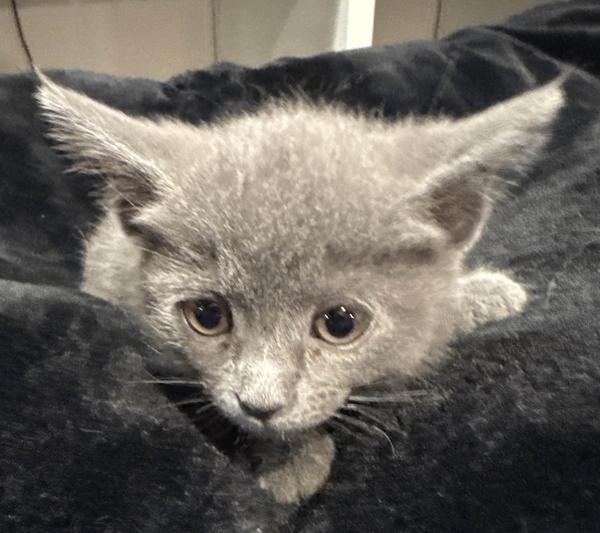 Enlarge Flossy, a Adoptable Domestic Short Hair in Grand Rapids, MI image 3/5