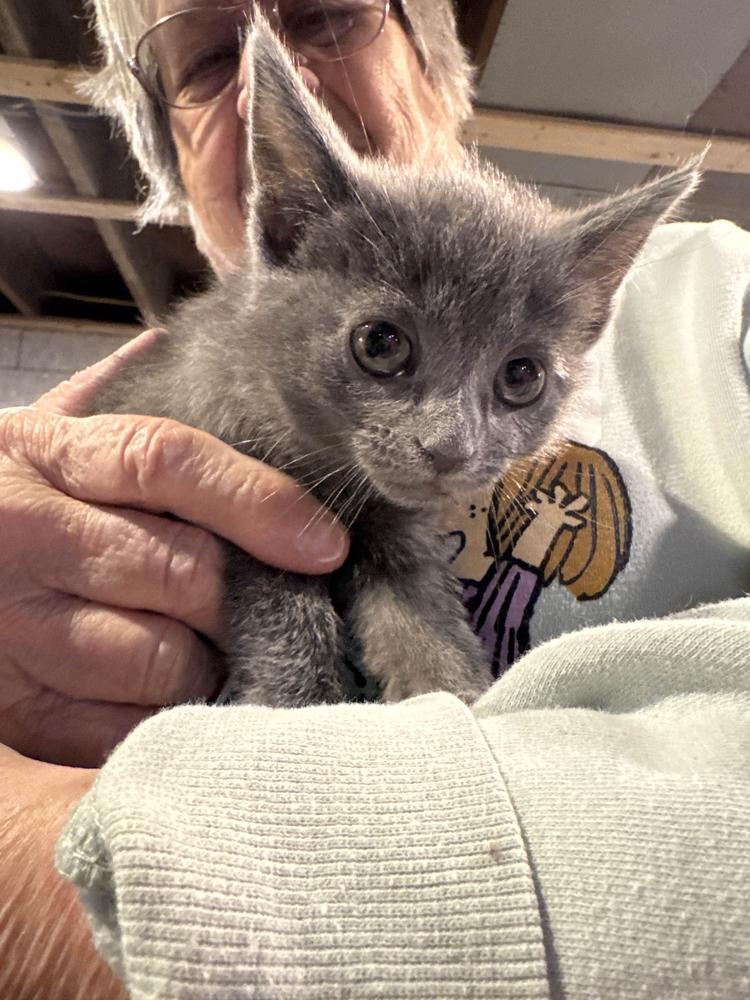 Enlarge Flossy, a Adoptable Domestic Short Hair in Grand Rapids, MI image 5/5