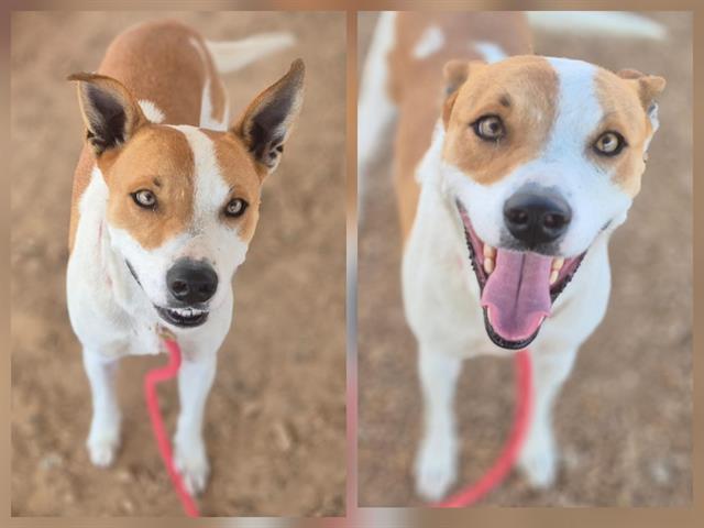 DOT, Adoptable, Young Female Australian Cattle Dog / Blue Heeler & Mixed Breed.