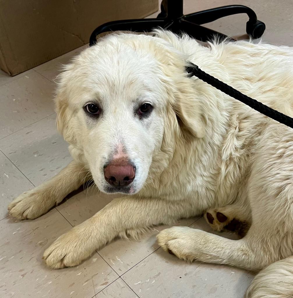 Enlarge Zelda, a Adoptable Great Pyrenees in Burnsville, NC image 1/1
