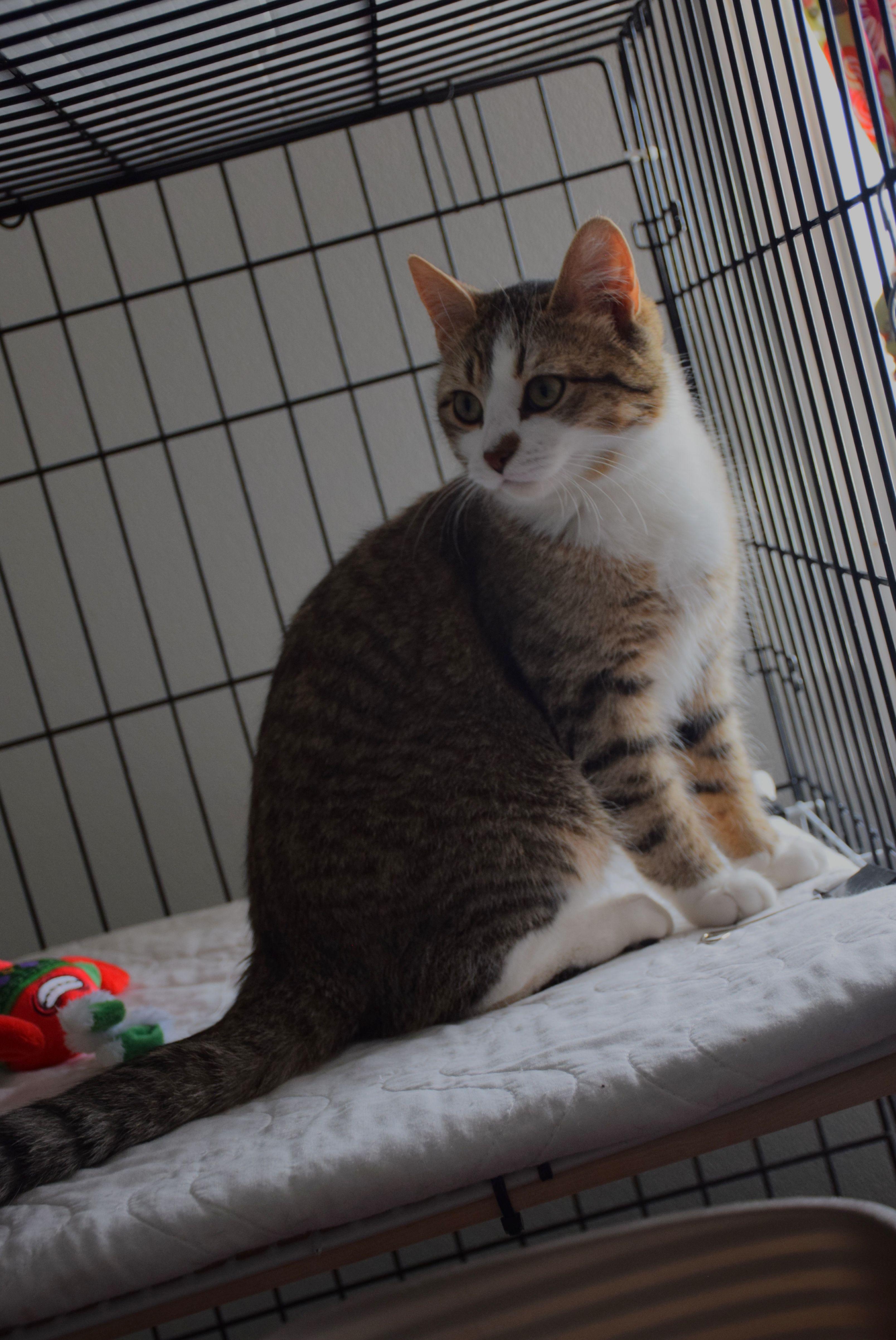 Tom, ADOPTABLE, Adult Male Tabby.