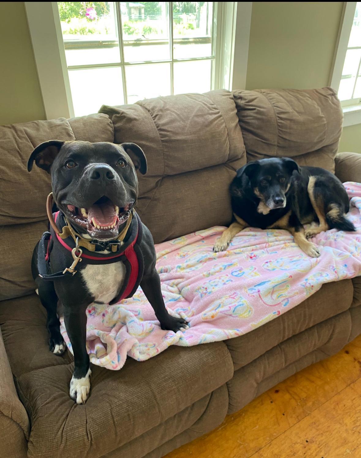 Chance, a ADOPTABLE mixed breed in New Boston, NH image 5/6