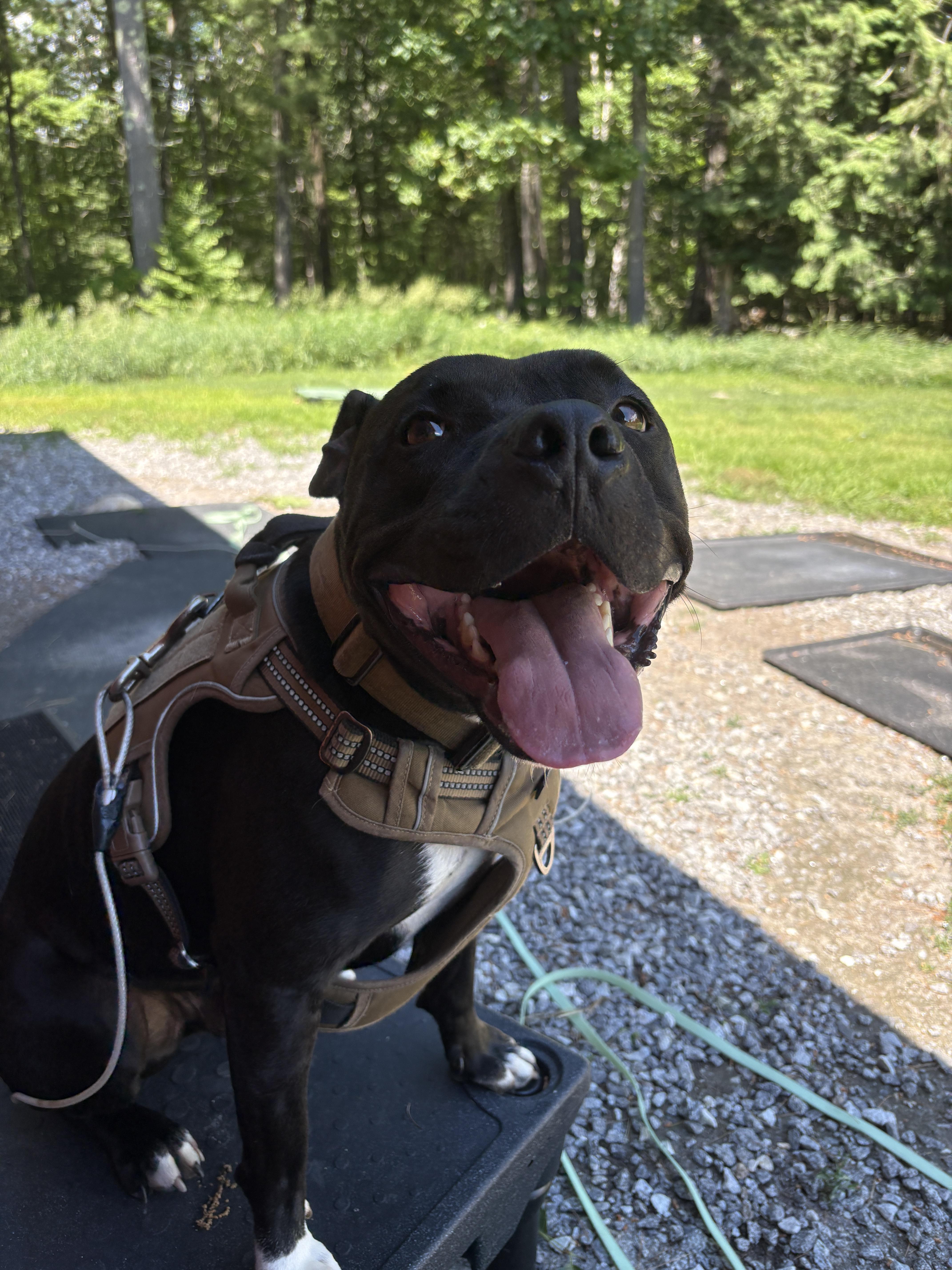 Chance, a ADOPTABLE mixed breed in New Boston, NH image 1/6